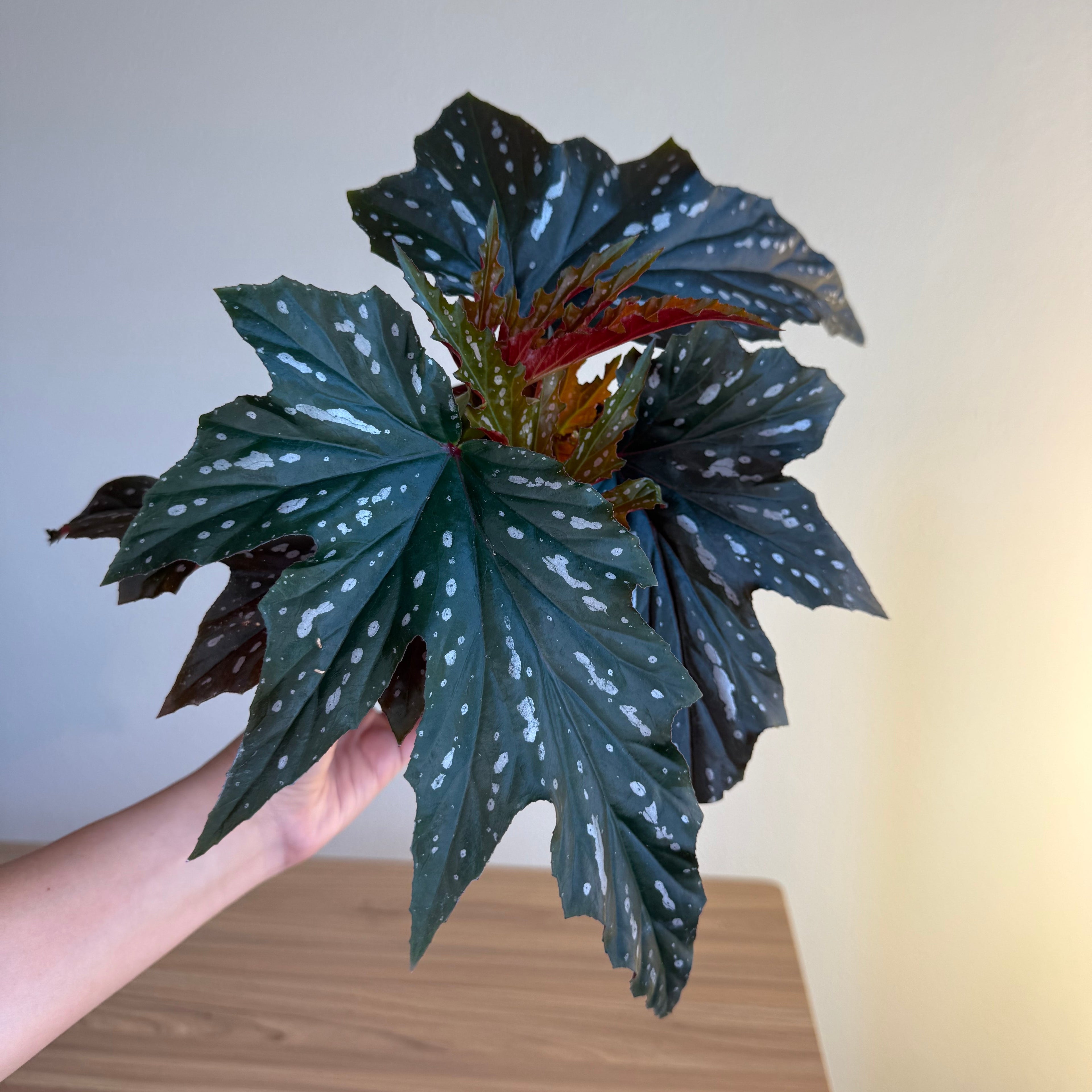 Begonia Sophie Cecily 6”