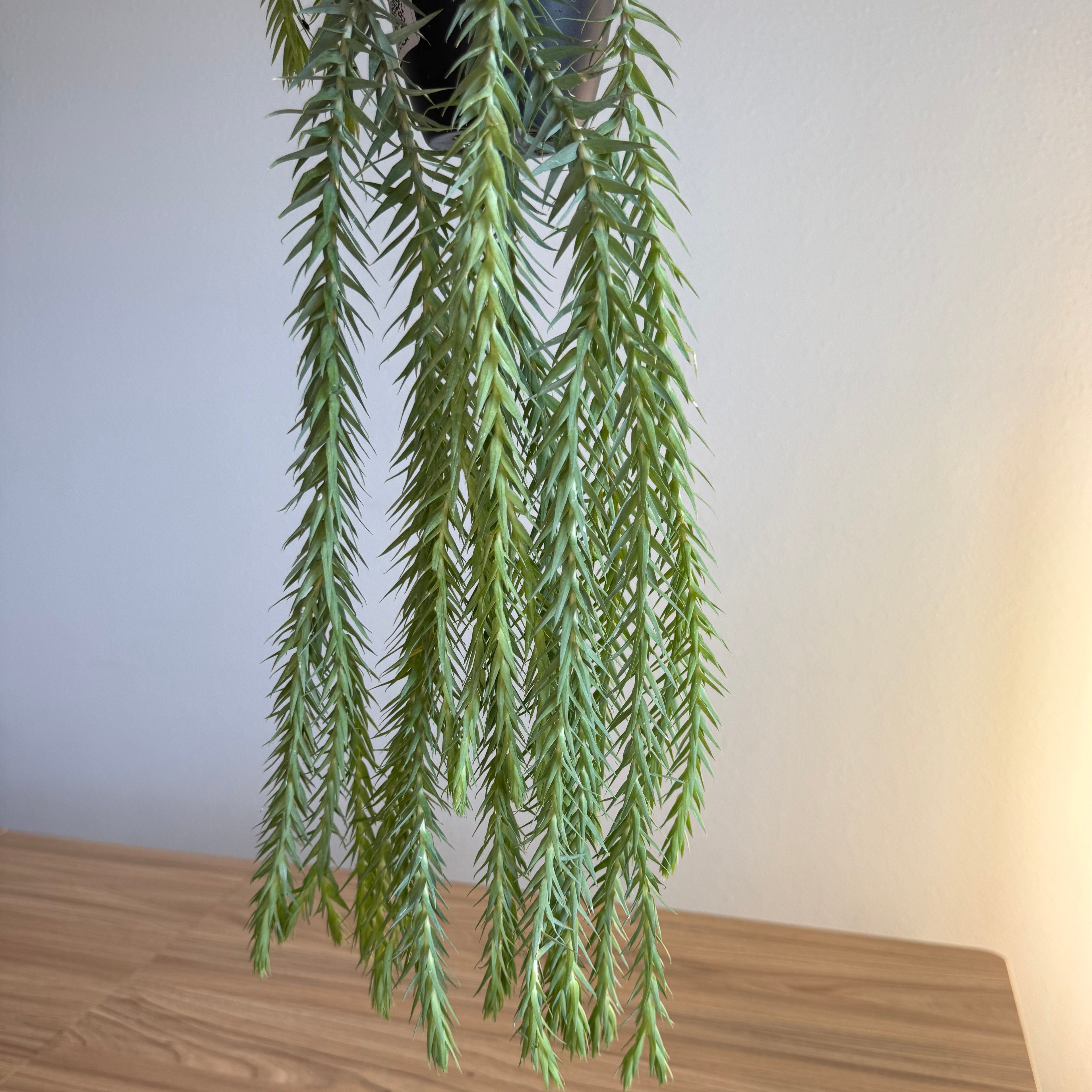 Huperzia Goebelii blue 4” HB