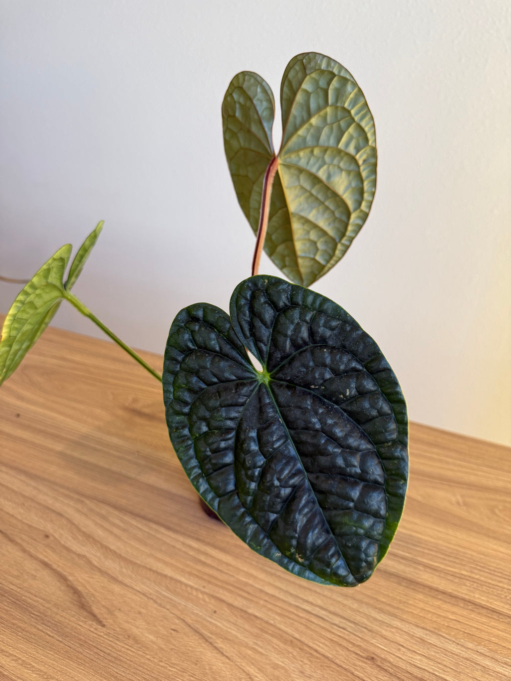 Anthurium Luxurians x Black velvet