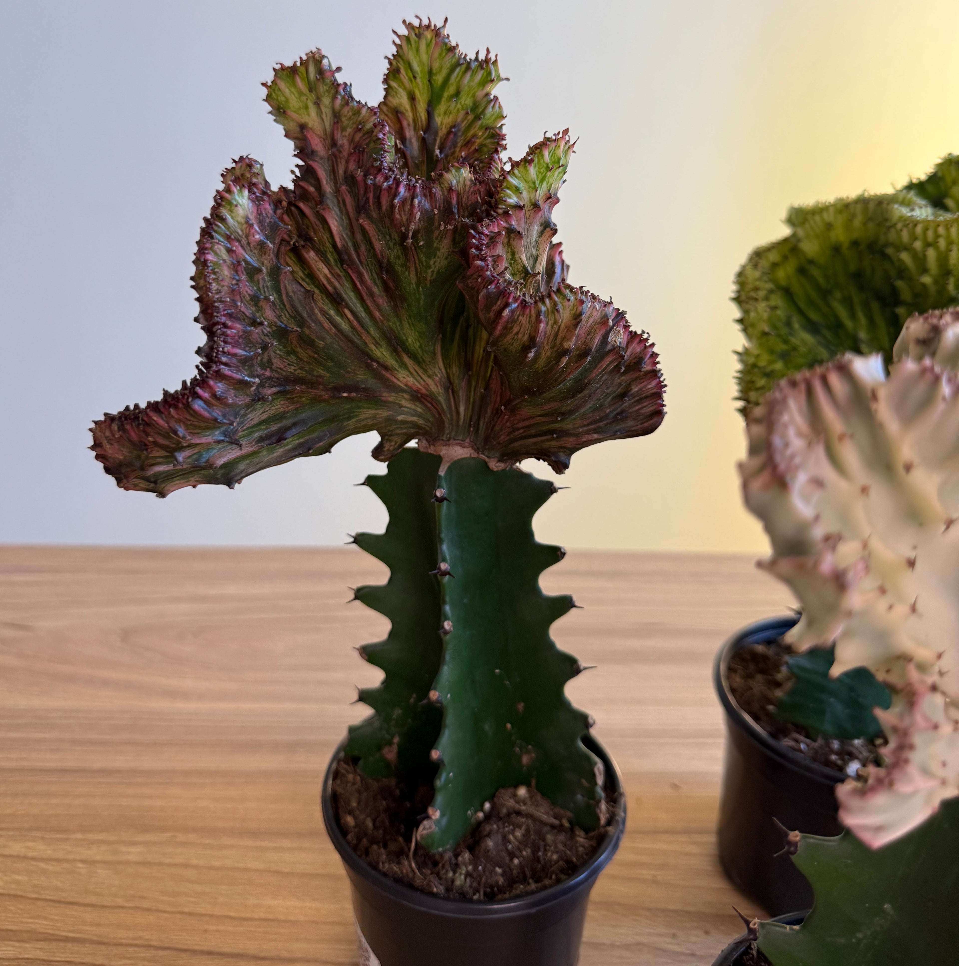4 - Mermaid tail Cactus Bundle