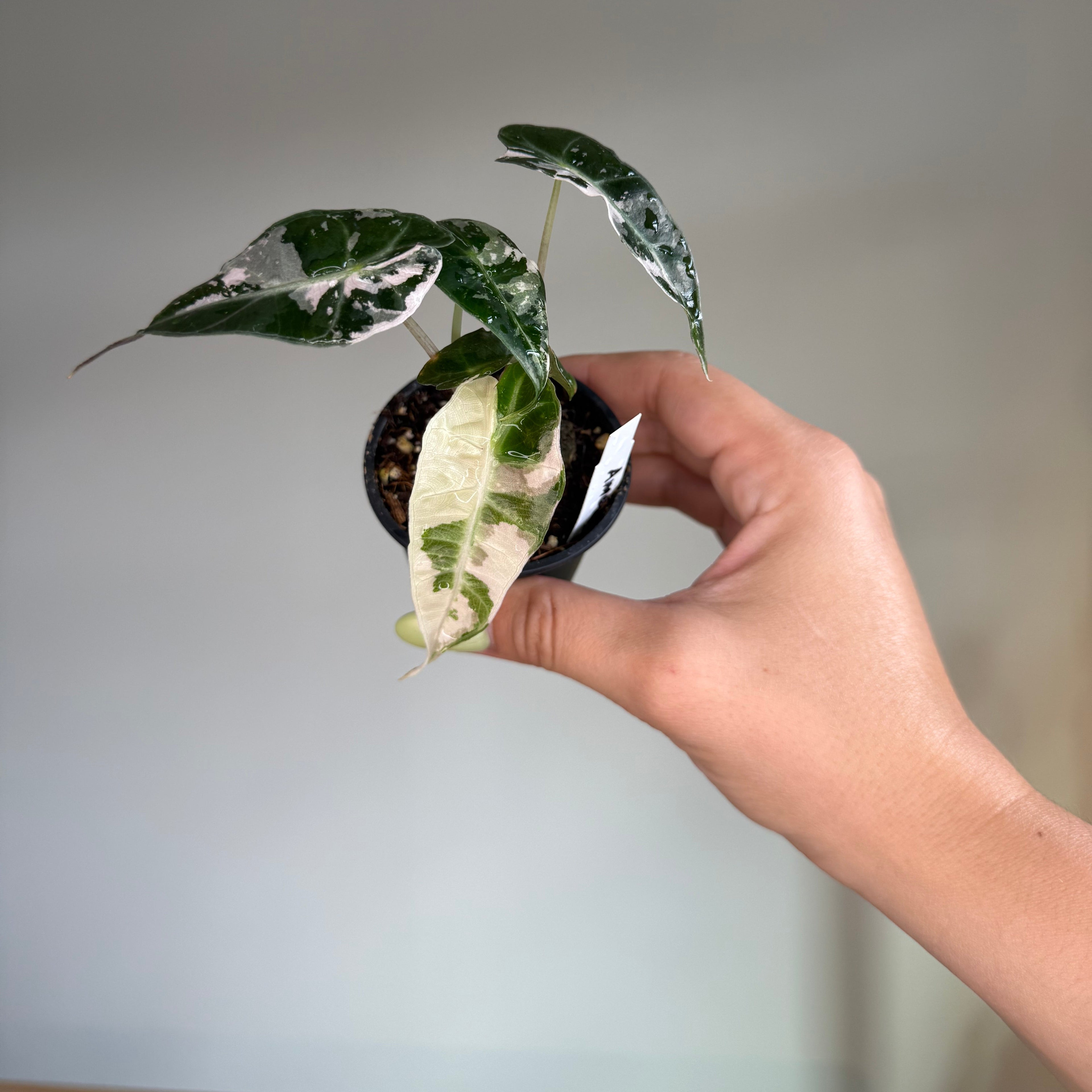 Alocasia Amazonica Polly Pink 2”