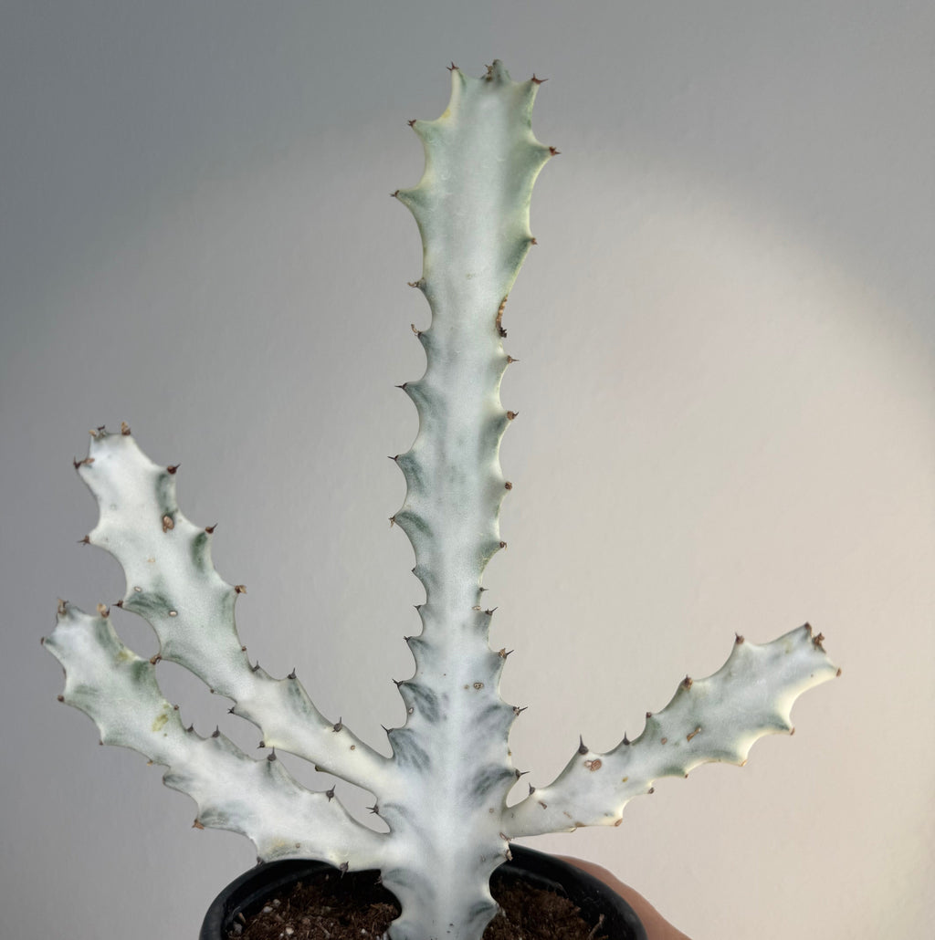 Euphorbia Láctea “ Ghost Cactus”