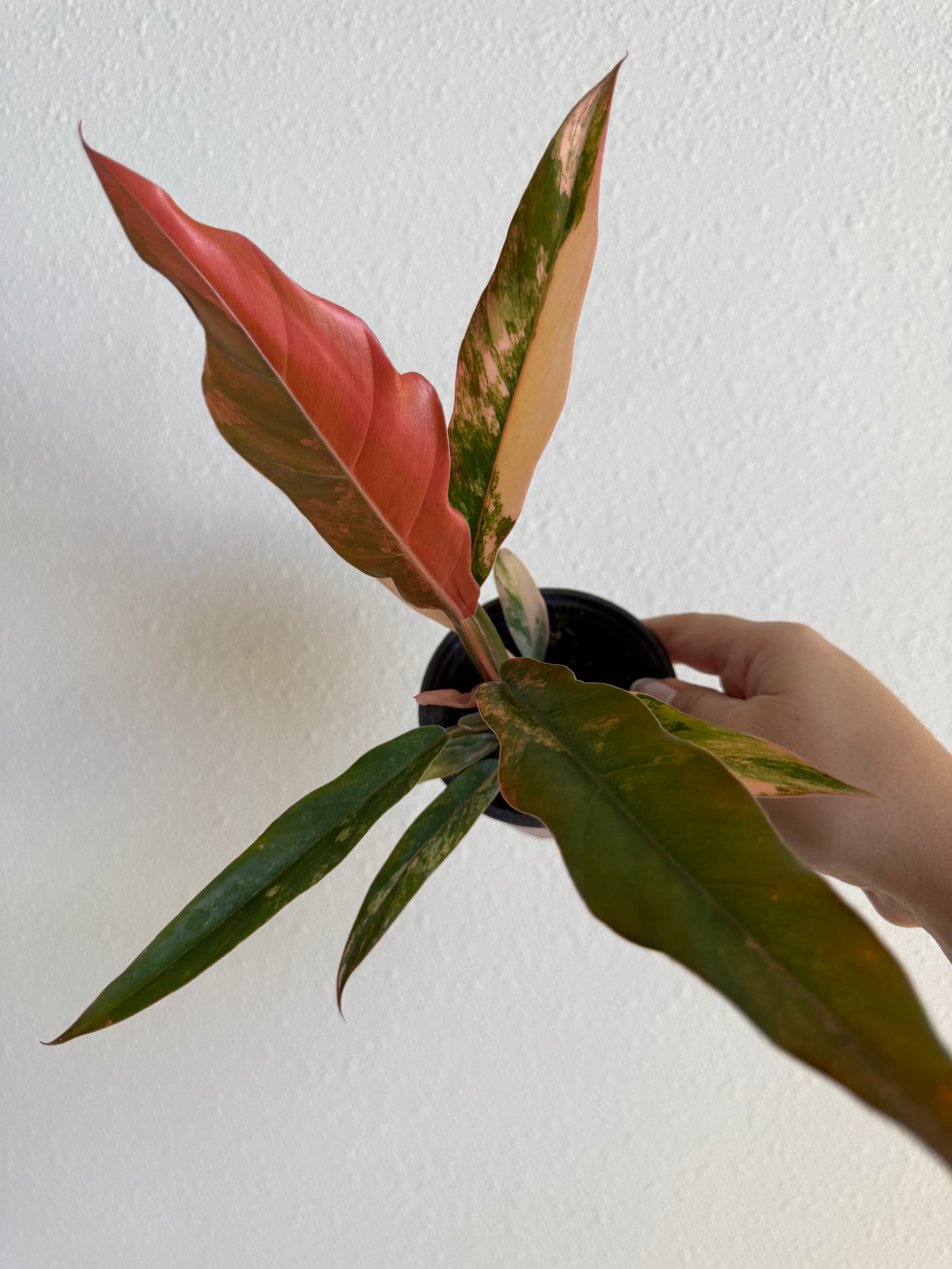 Philodendron Caramel Marble