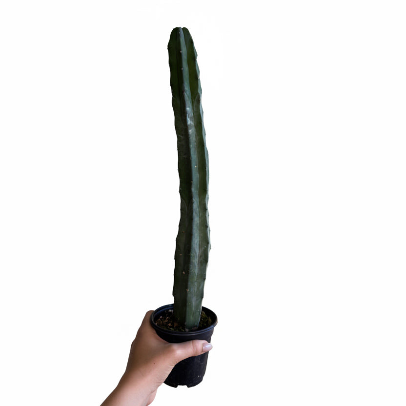 3- Unique Cactus Bundle