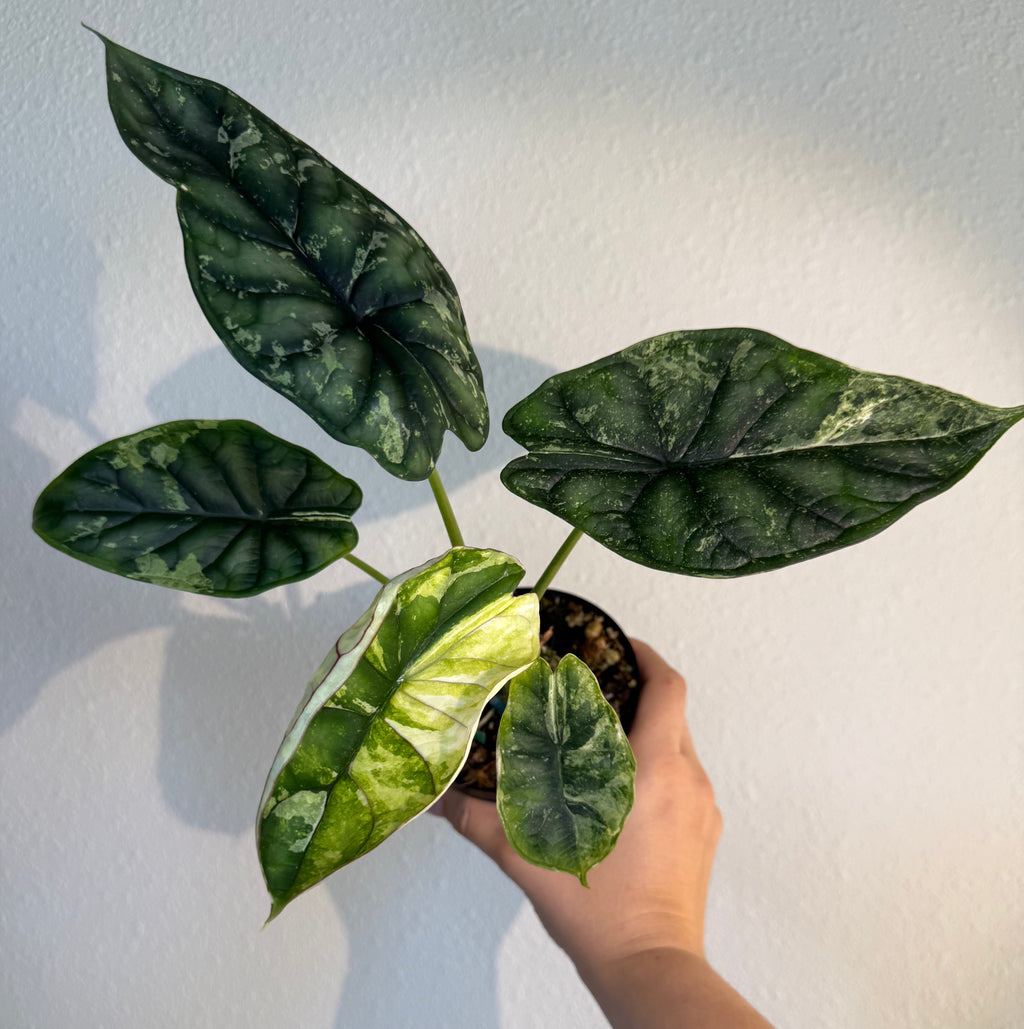 Alocasia Dragon scale mint