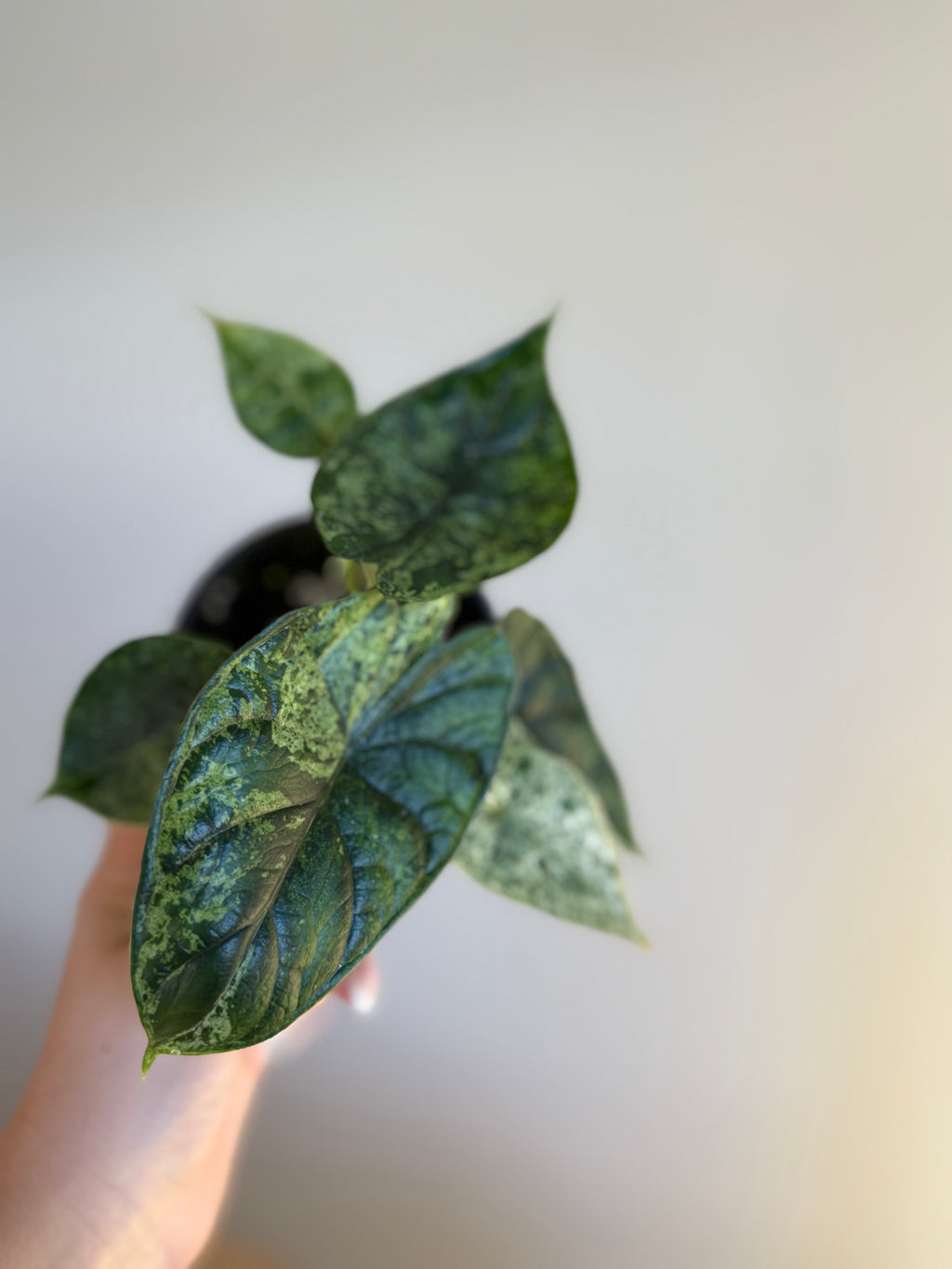 Alocasia dragon scale mint 4”