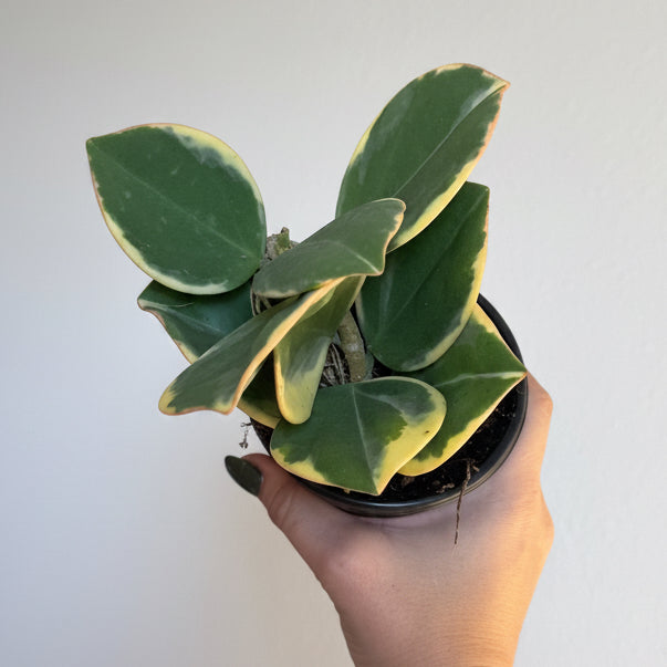 Hoya Pachyclada Outer Var 4”
