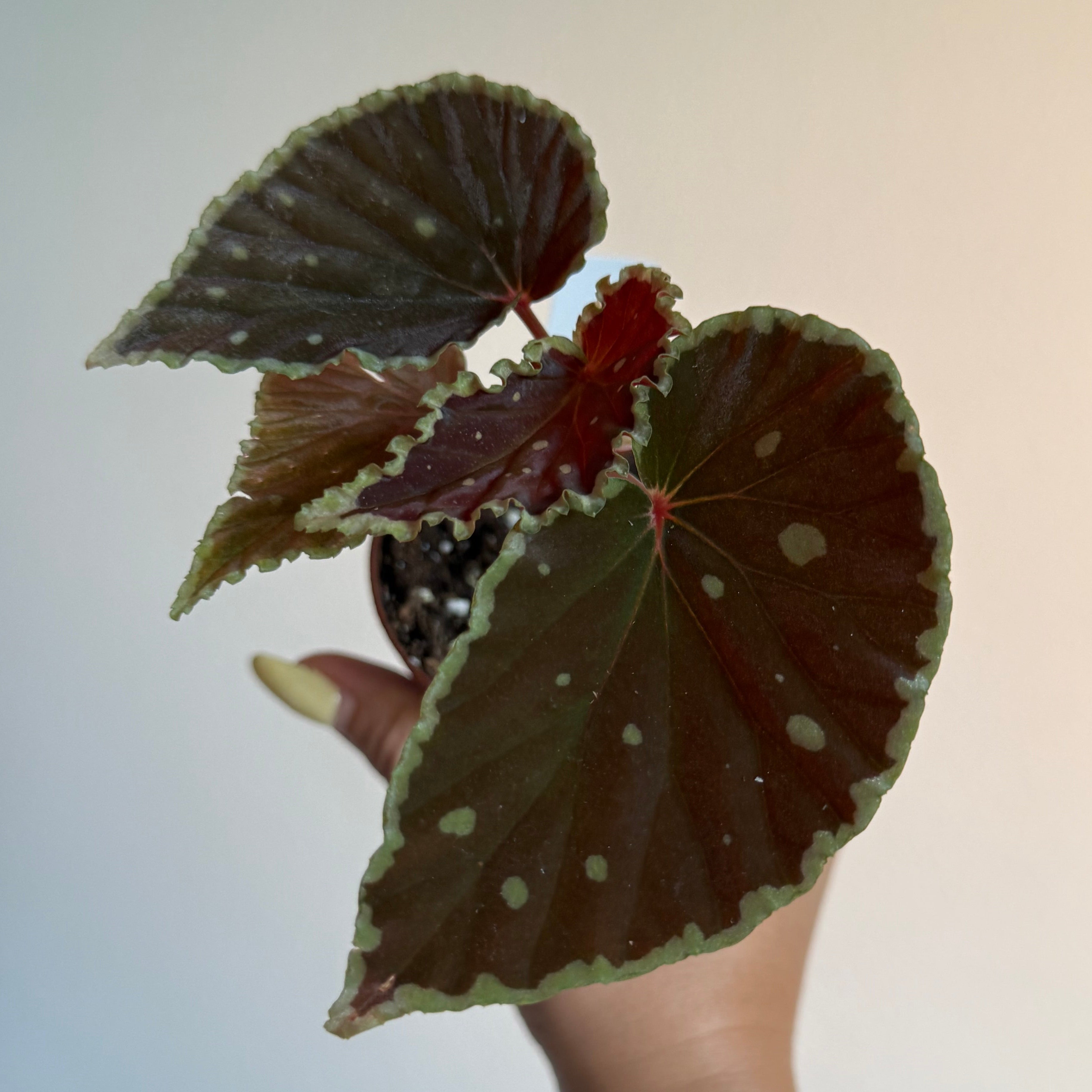 Begonia Darthvaderiana “Green Spot “ 3”