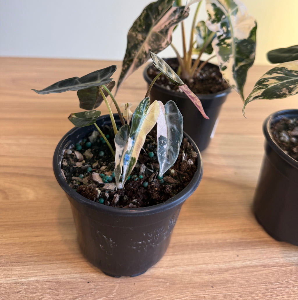 3 - Rare Pink Alocasia Bundle
