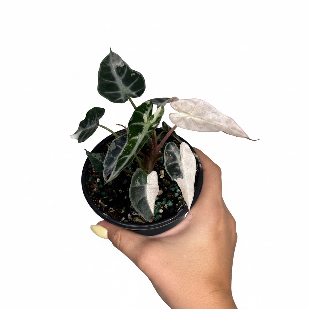 Alocasia Bambino Pink 4”