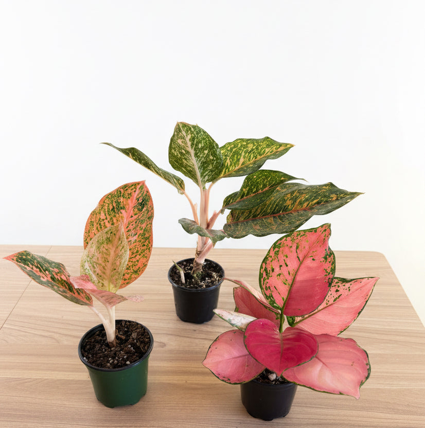 3- Aglaonema Bundle