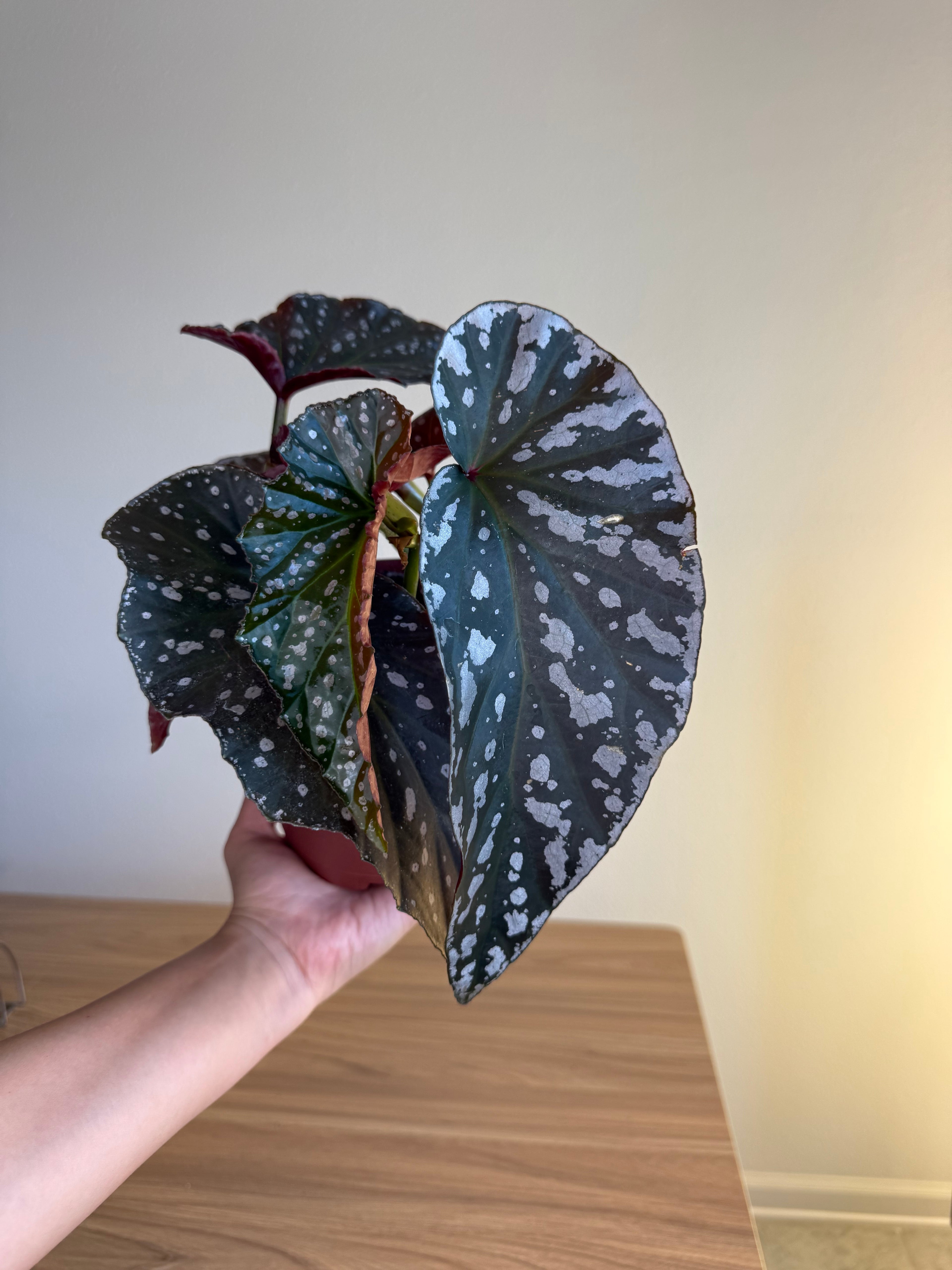 Begonia Silver Eagle 6”