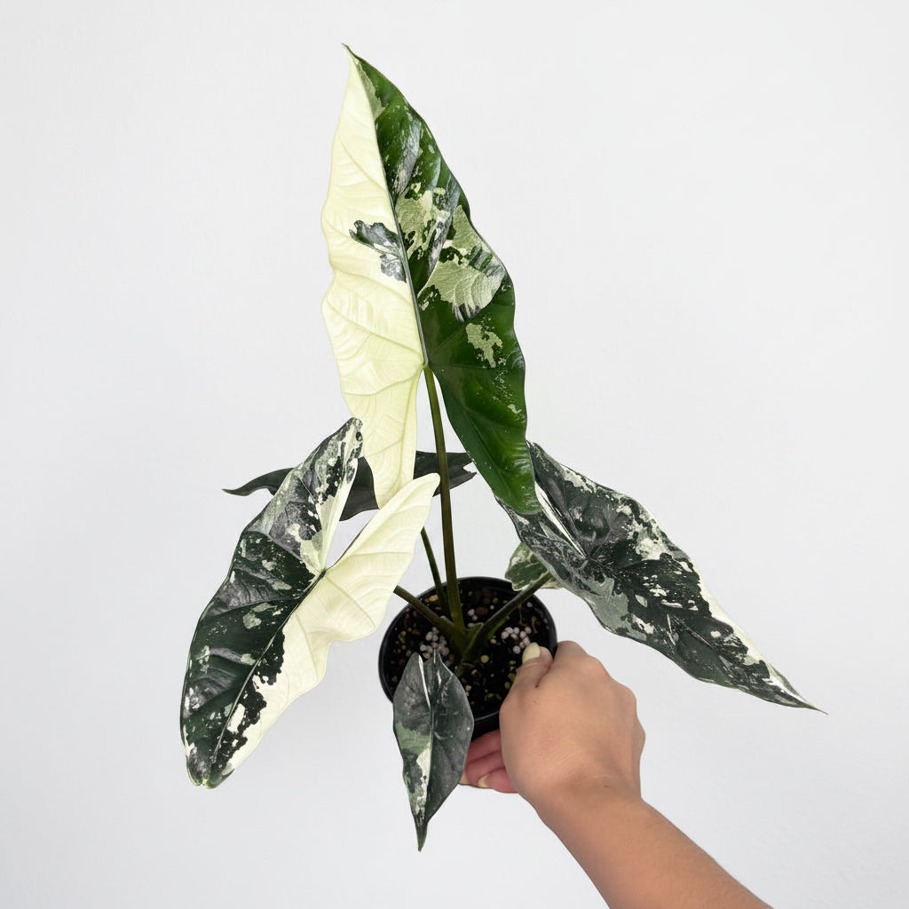 Alocasia Simpo Albo 4”