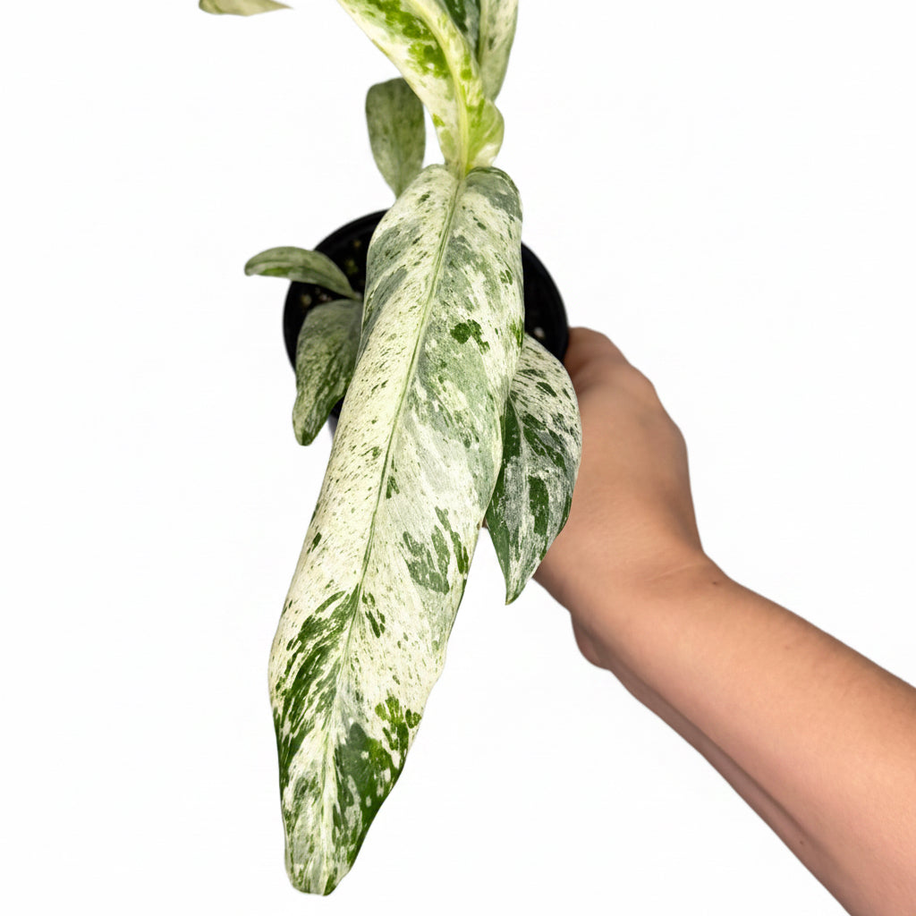 Epipremnum Giganteum Marble 4”