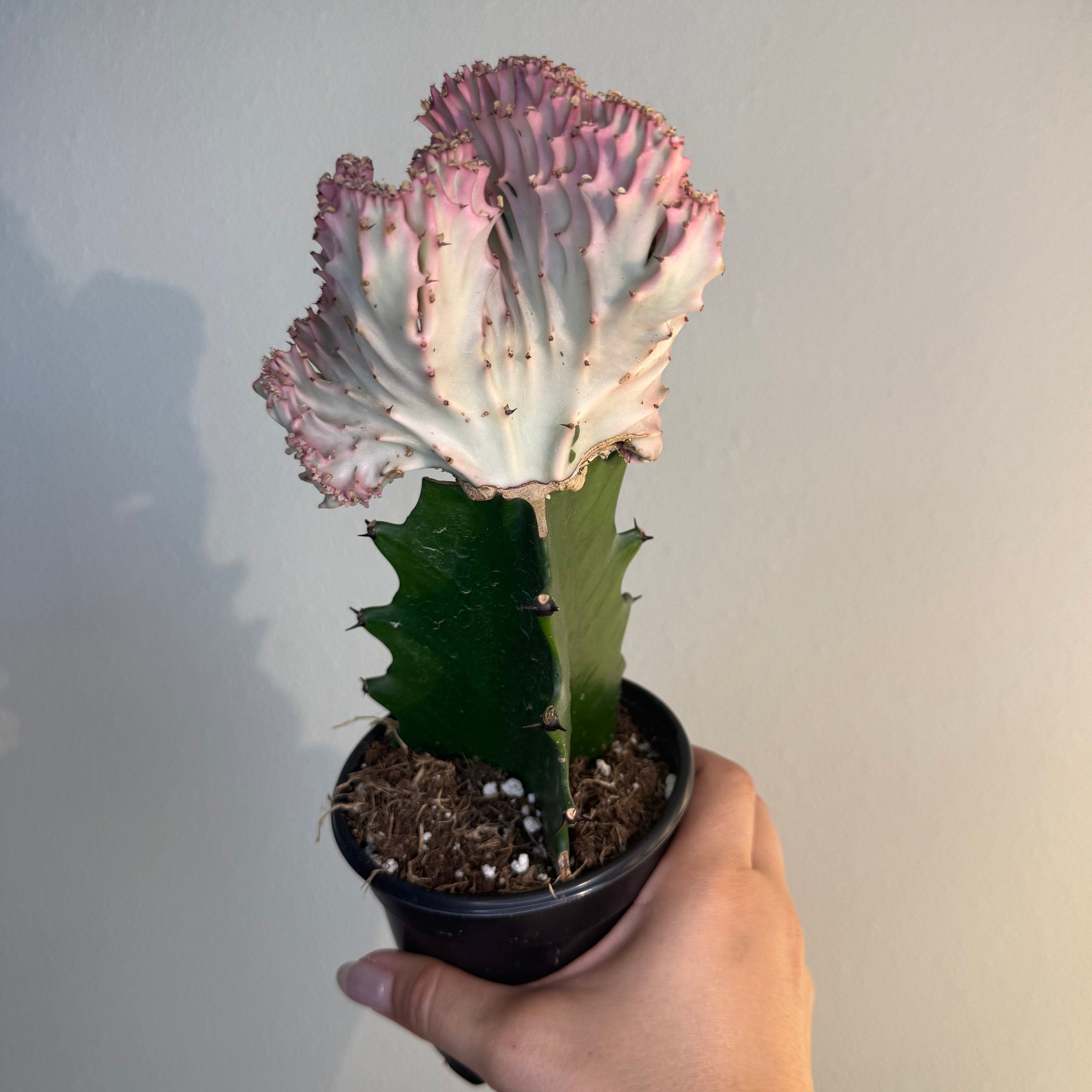 Cactus Mermaid tail Pink