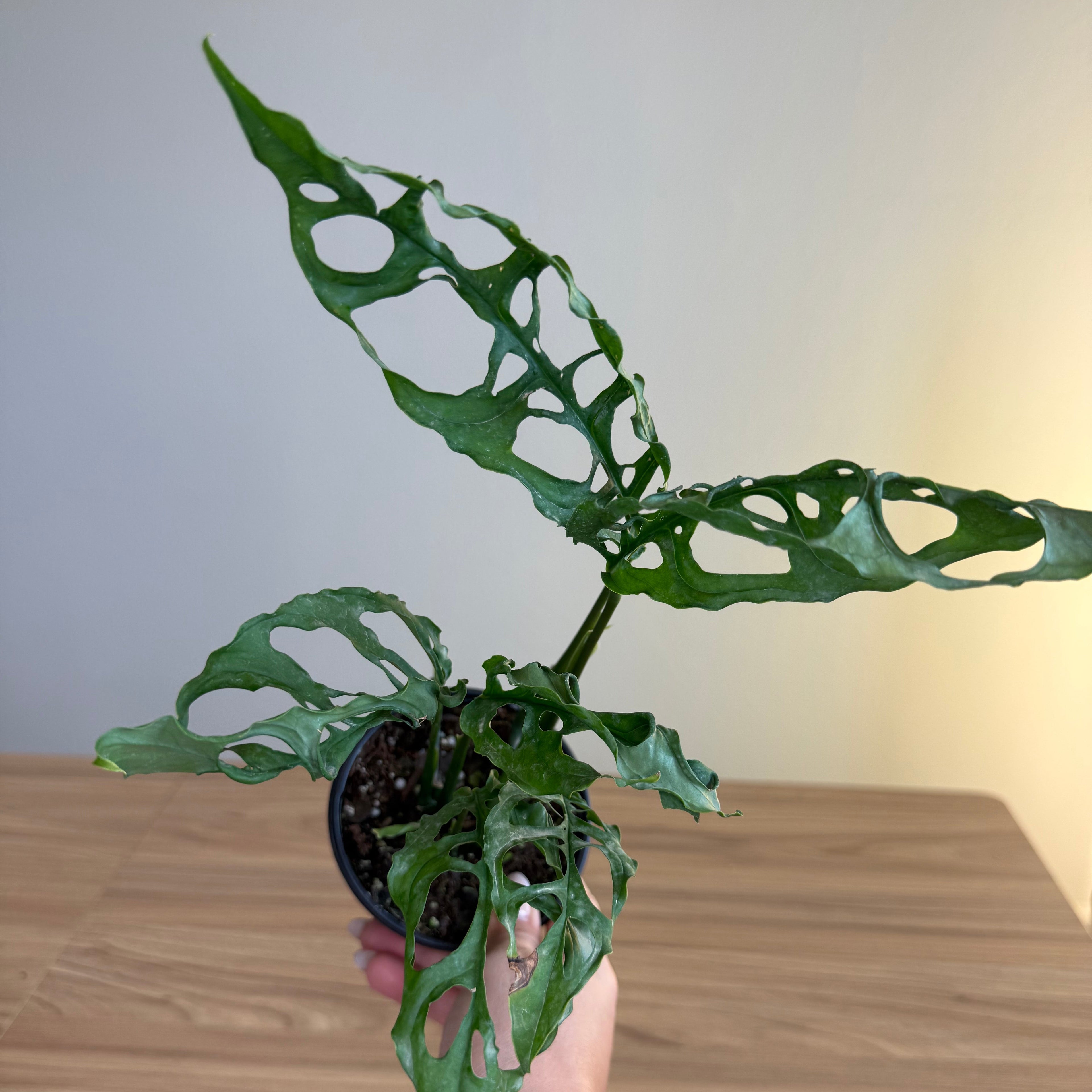 Monstera obliqua Peru