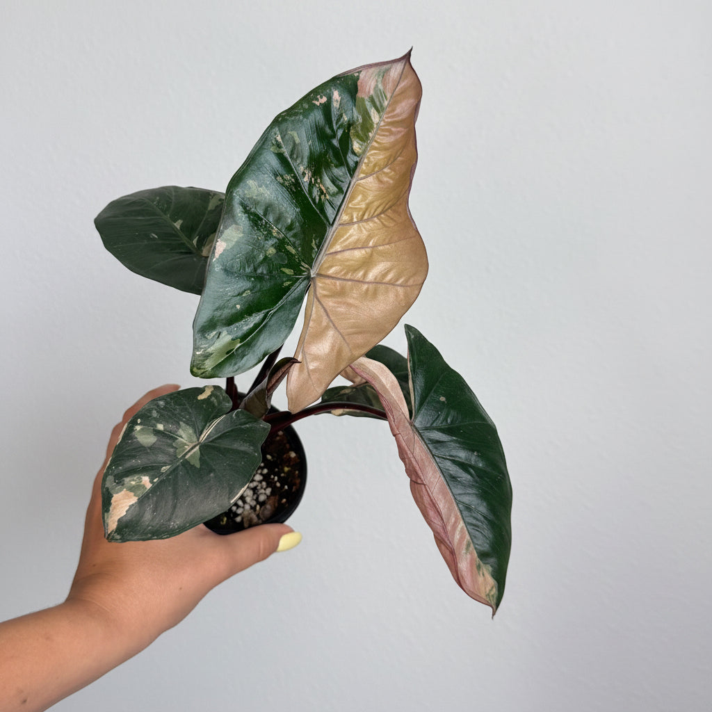 Alocasia Yucatan Princess pink 4”