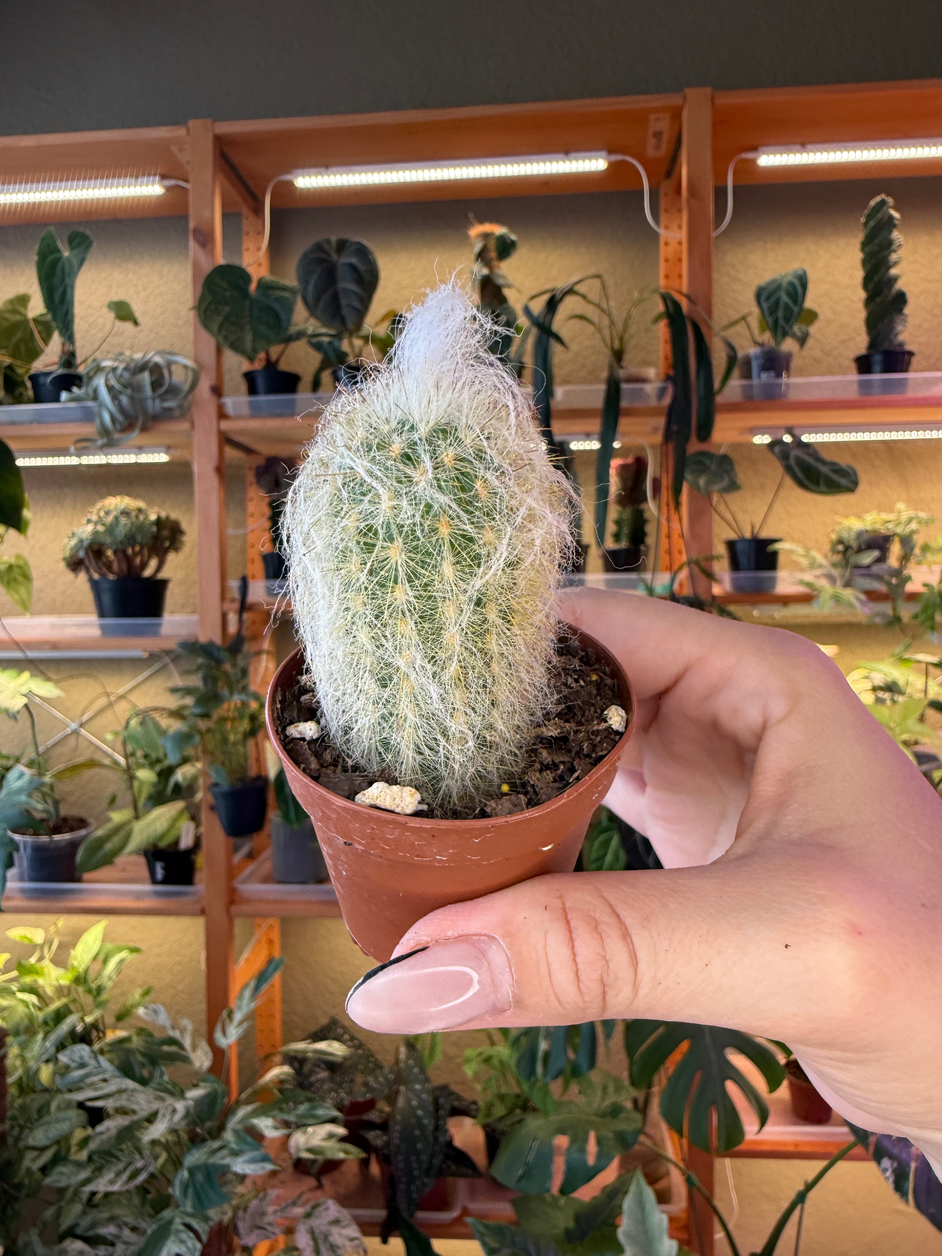 2” Assorted Cactus