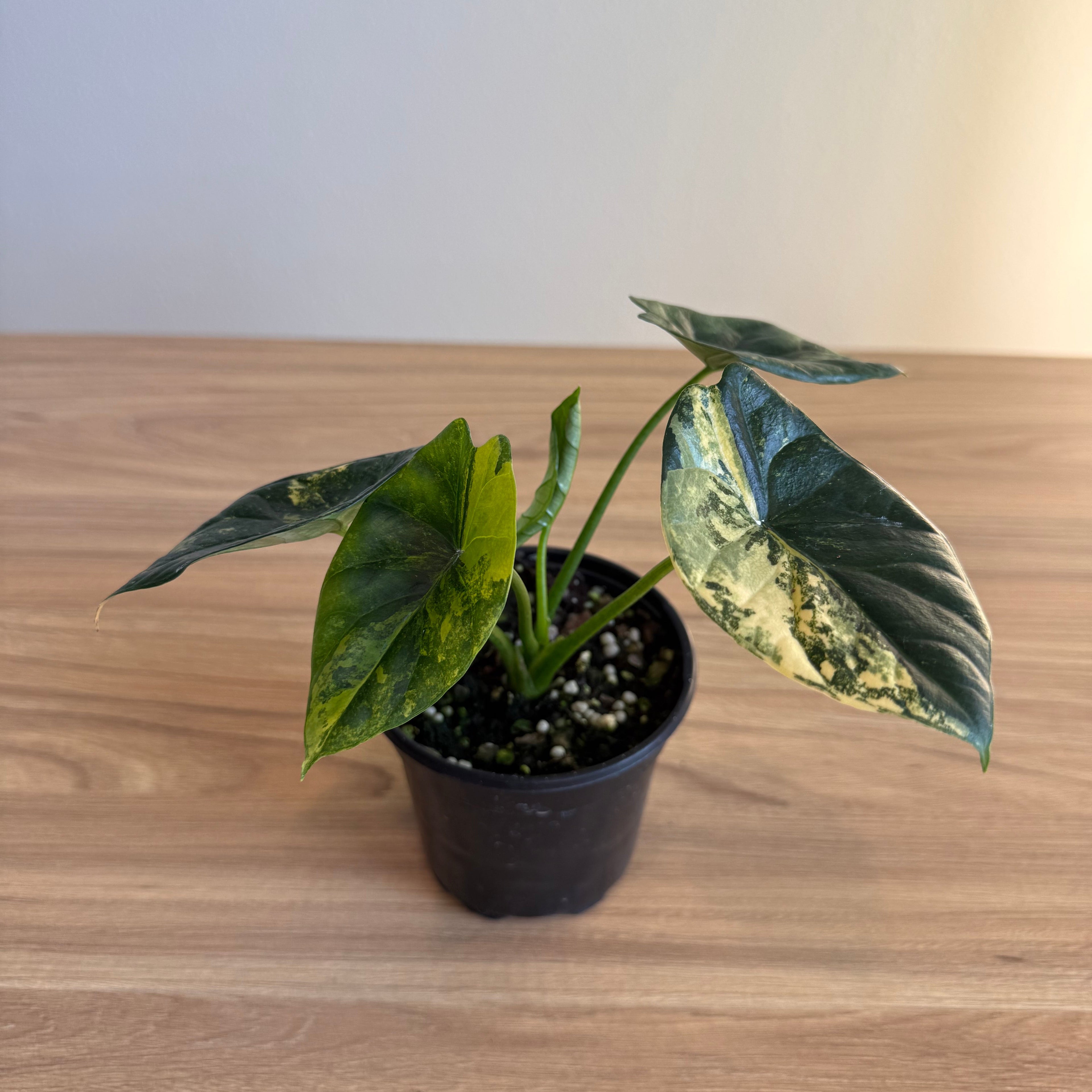 Alocasia Sinuata Aurea 4”