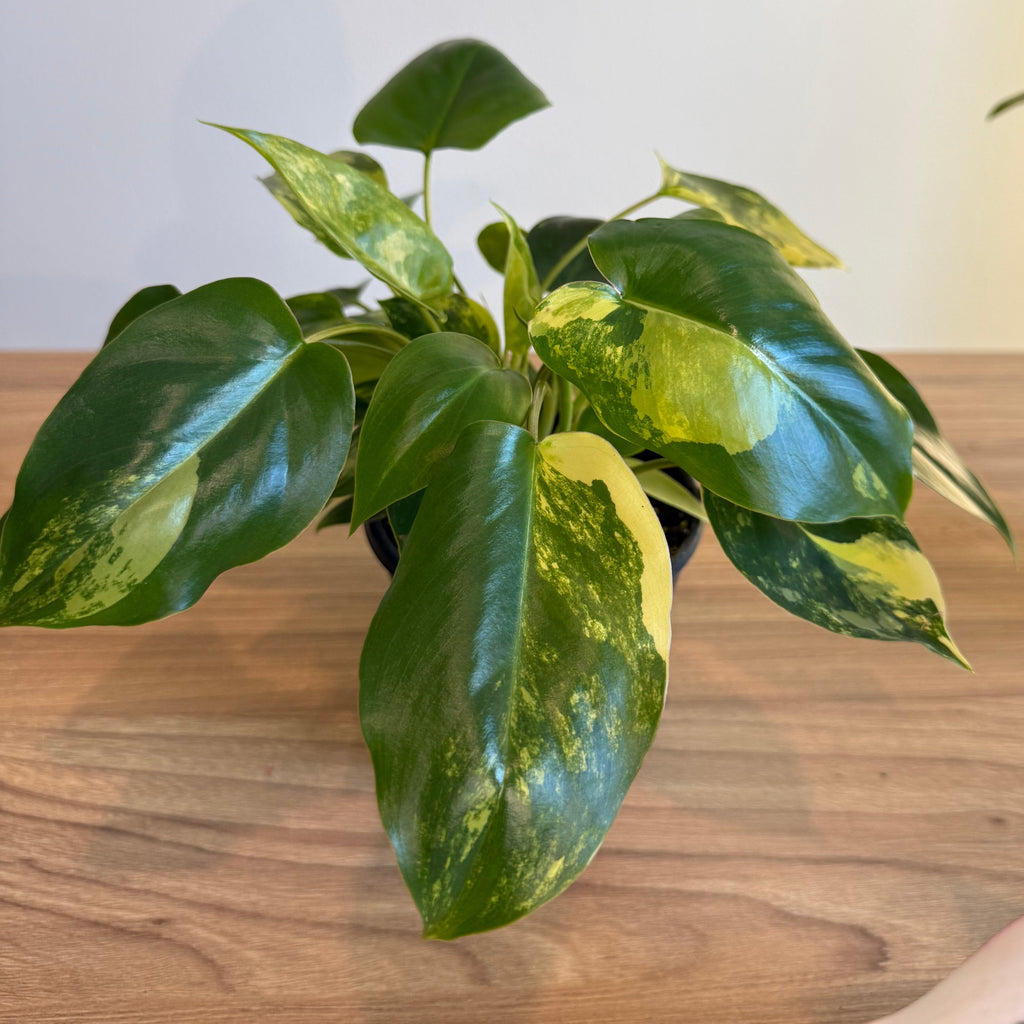 3 - Philodendron Bundle 4”