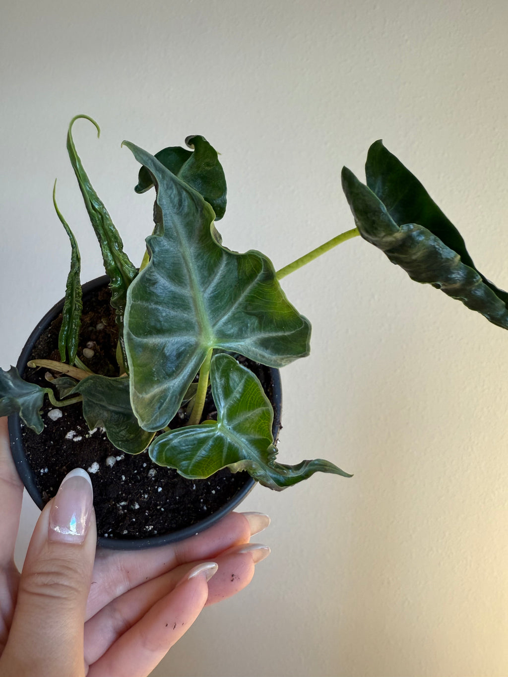 Alocasia loco 4”