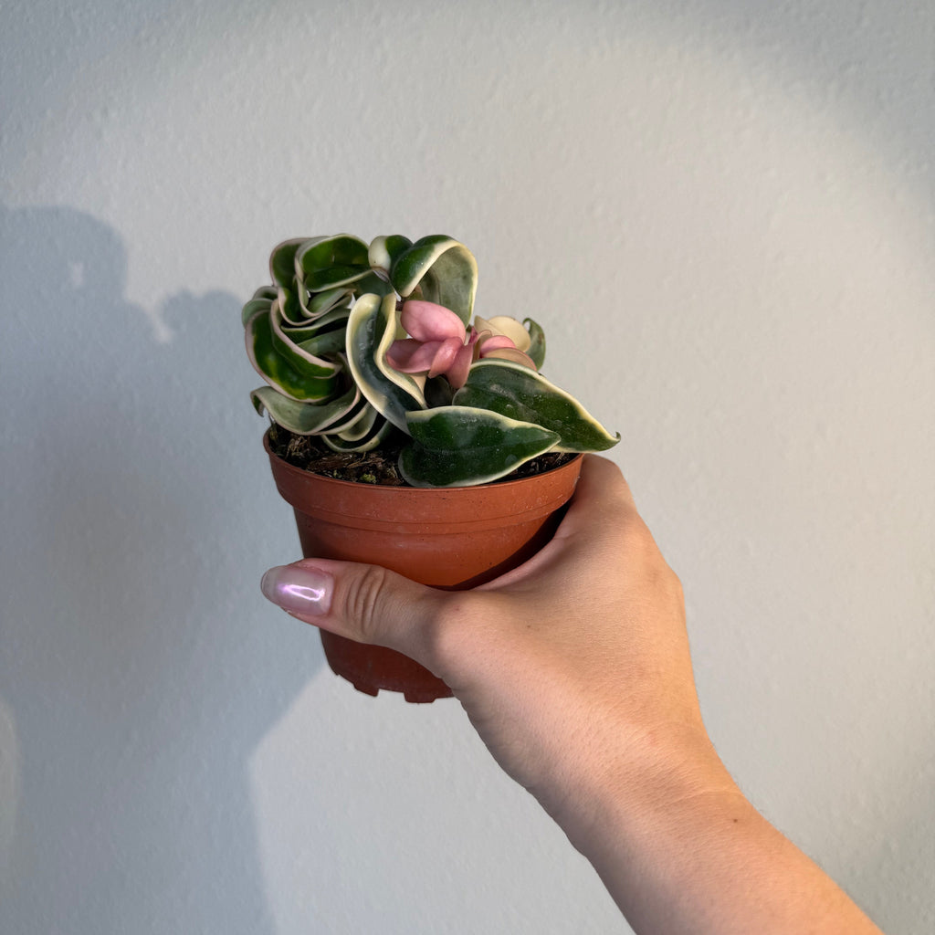 Hoya Carnosa Compacta Variegated 4”