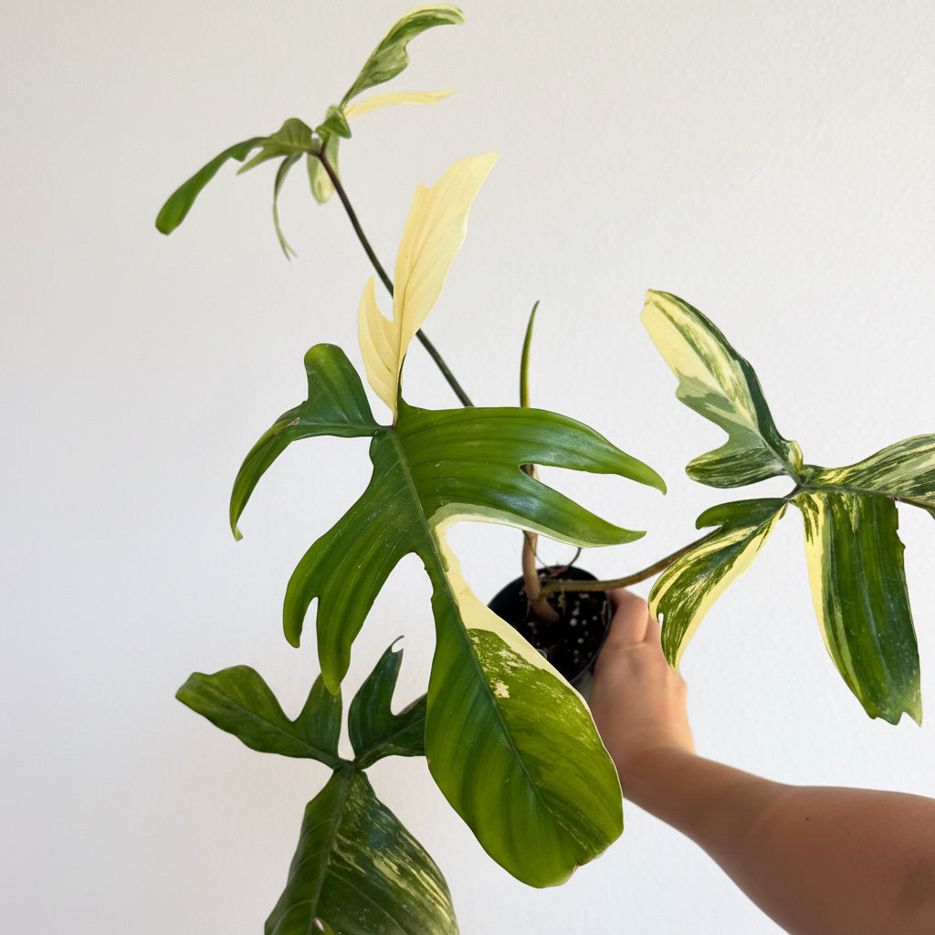 Philodendron Florida Beauty 4”
