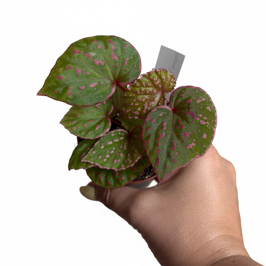 Begonia Roseopunctata 3” Rare