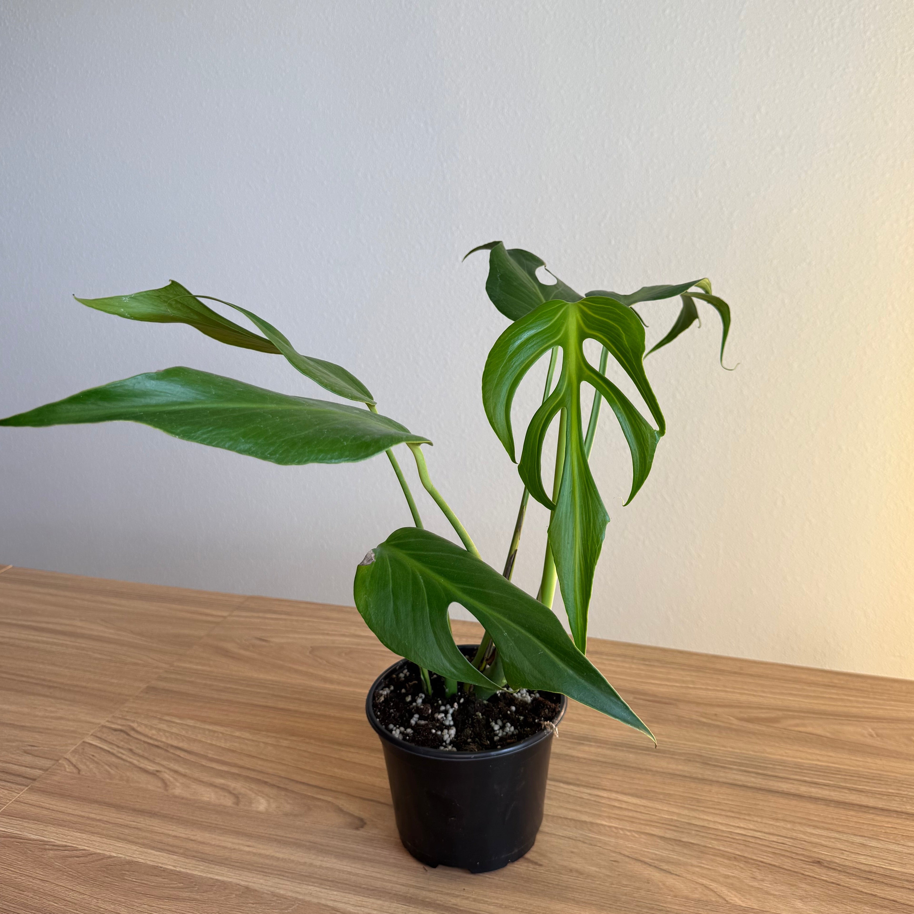 Monstera Burle Marx Flame