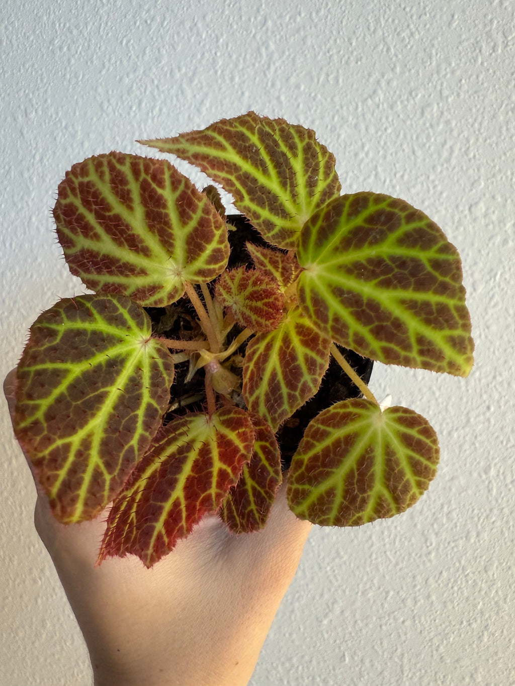 Begonia Sp