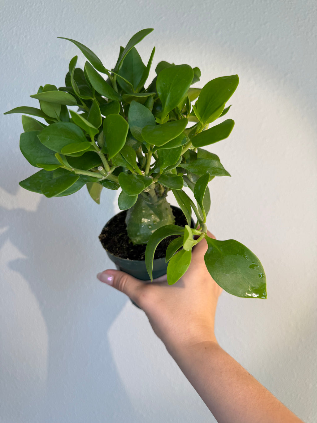 Ant Plant