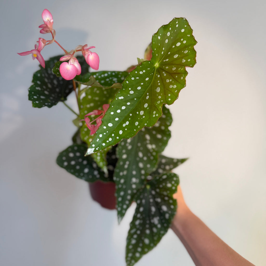 Begonia Angel Wing- Pink bloom 6”