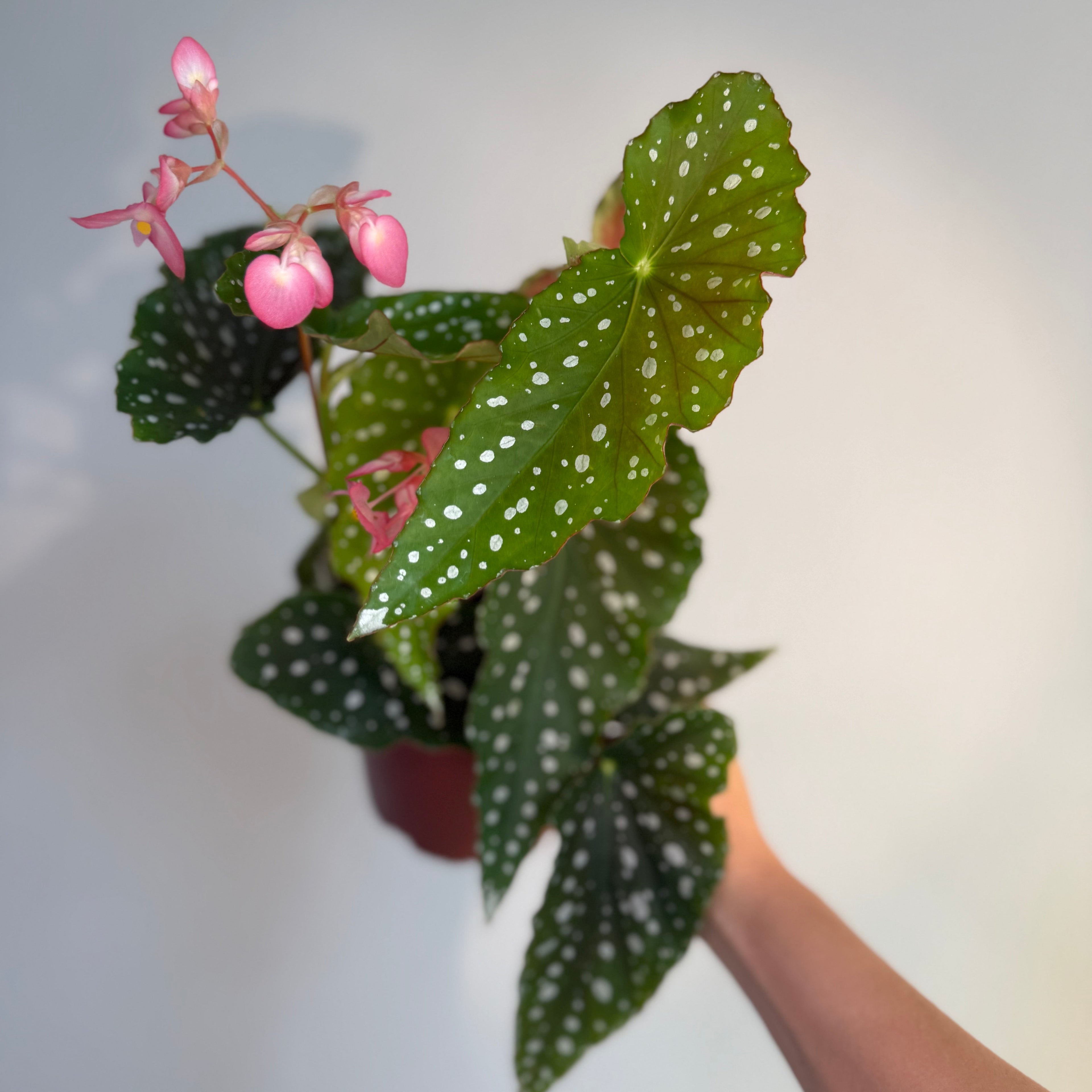 Begonia Angel Wing- Pink bloom 6”