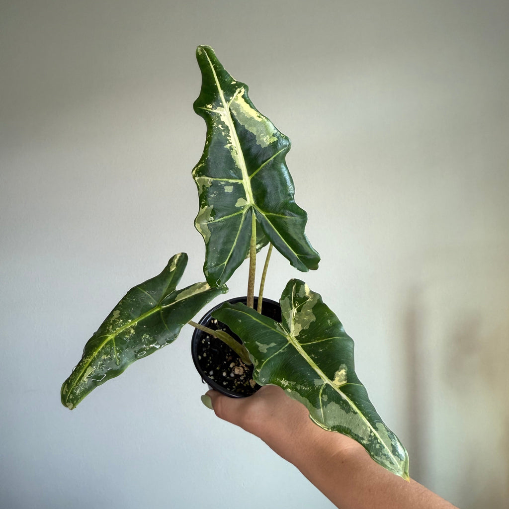 Alocasia Sarian Albo
