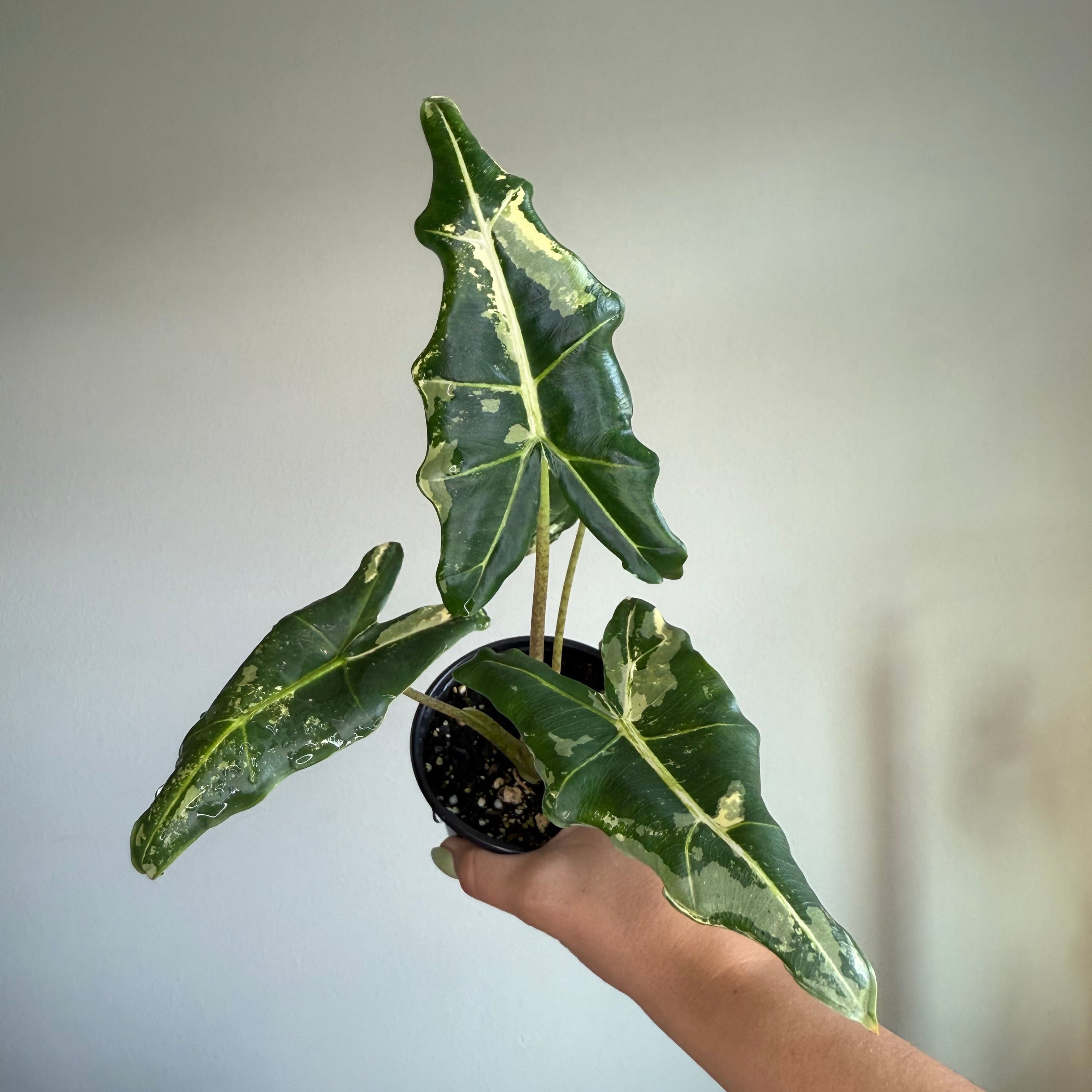 Alocasia Sarian Albo