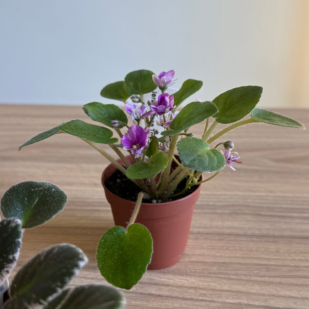 Mini African Violet 2” - 3 Plants Bundle