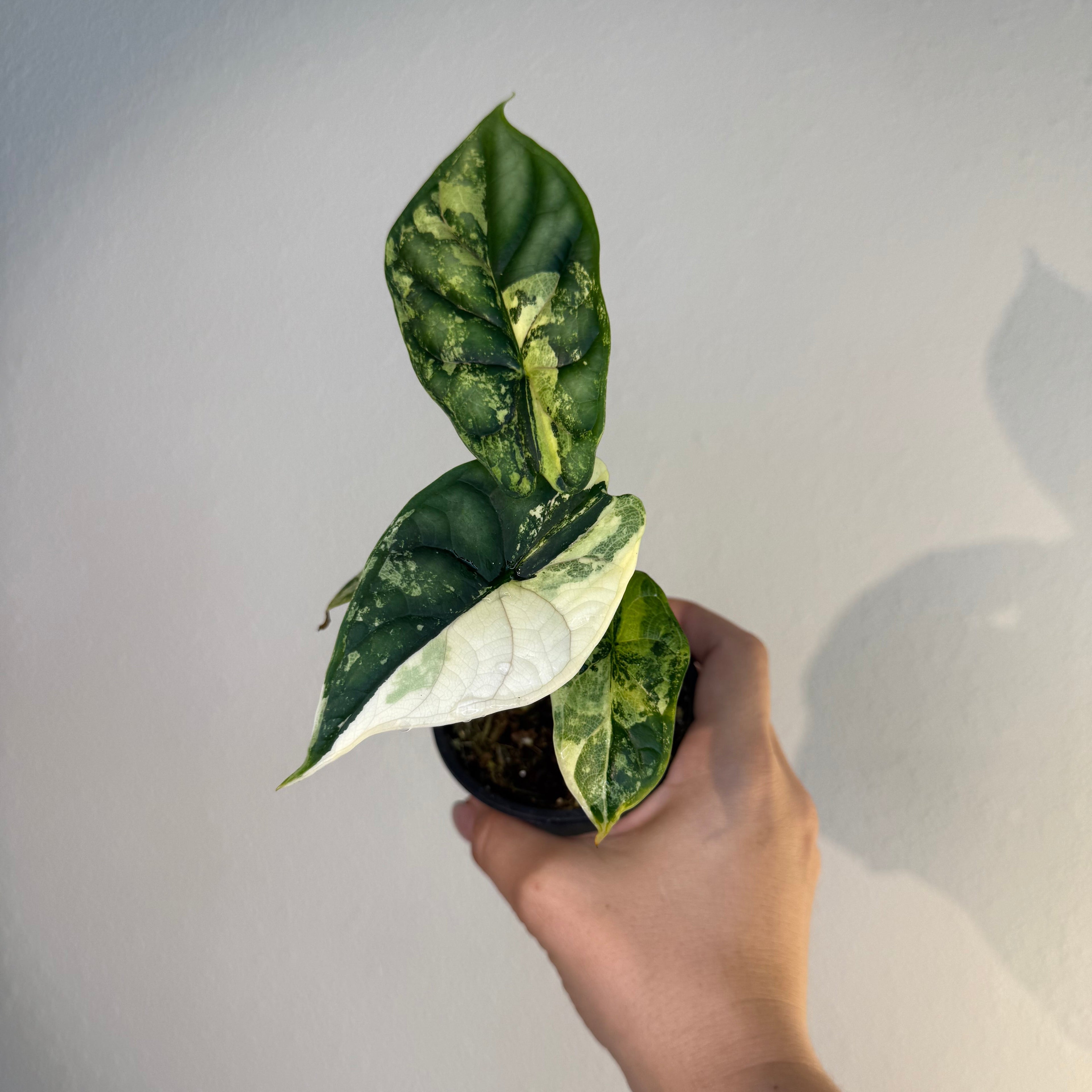 Alocasia Dragon Scale Albo