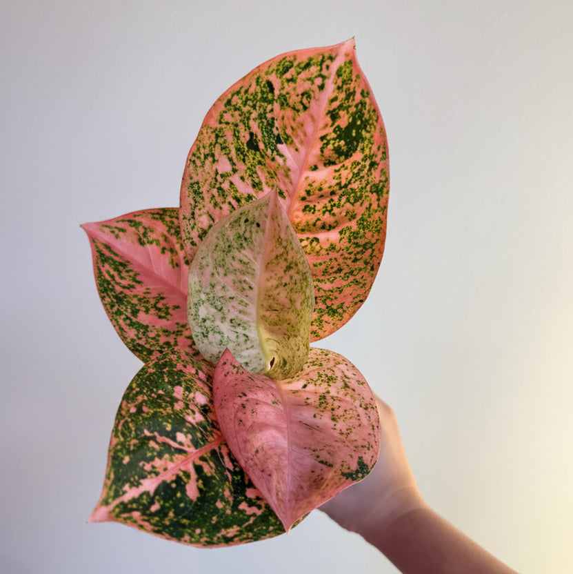3- Aglaonema Bundle