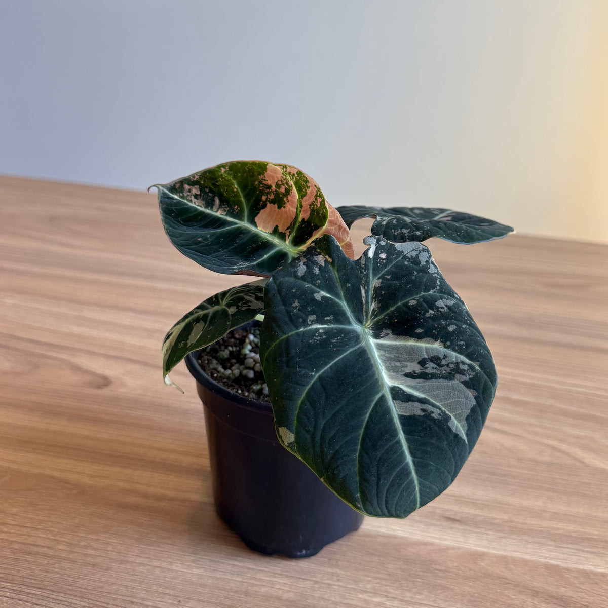 Alocasia Black Velvet Pink