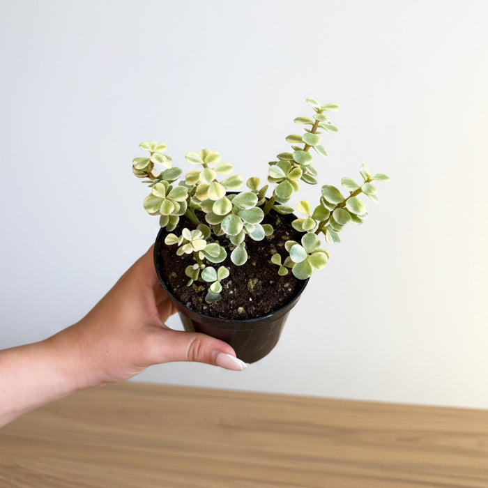 Beginner - 2 plants Bundle