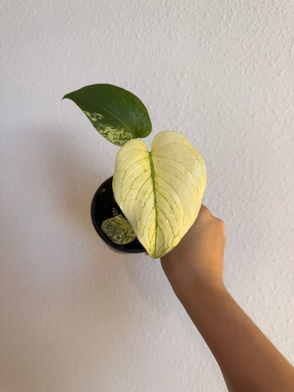 Monstera White monster