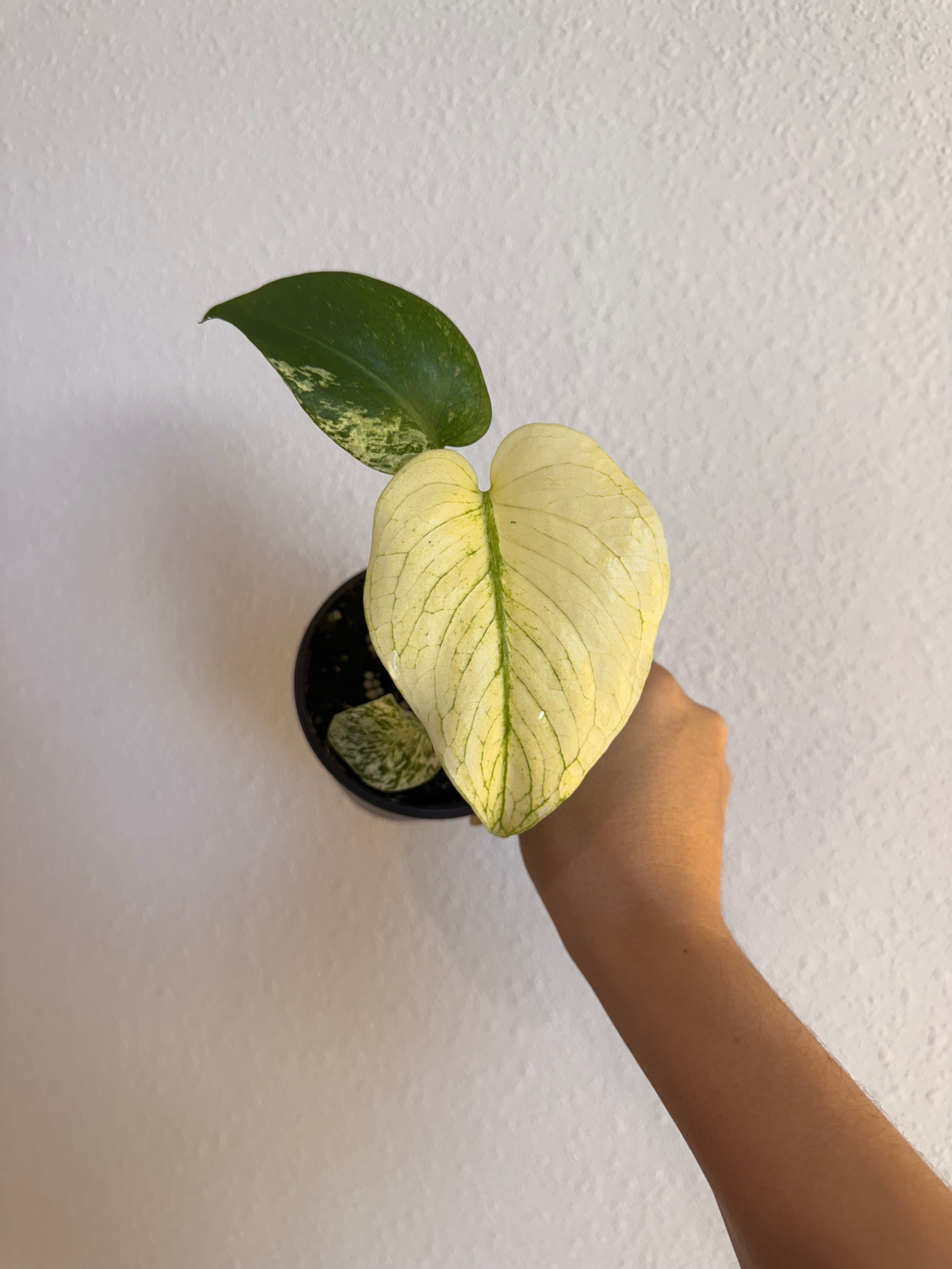 Monstera White monster