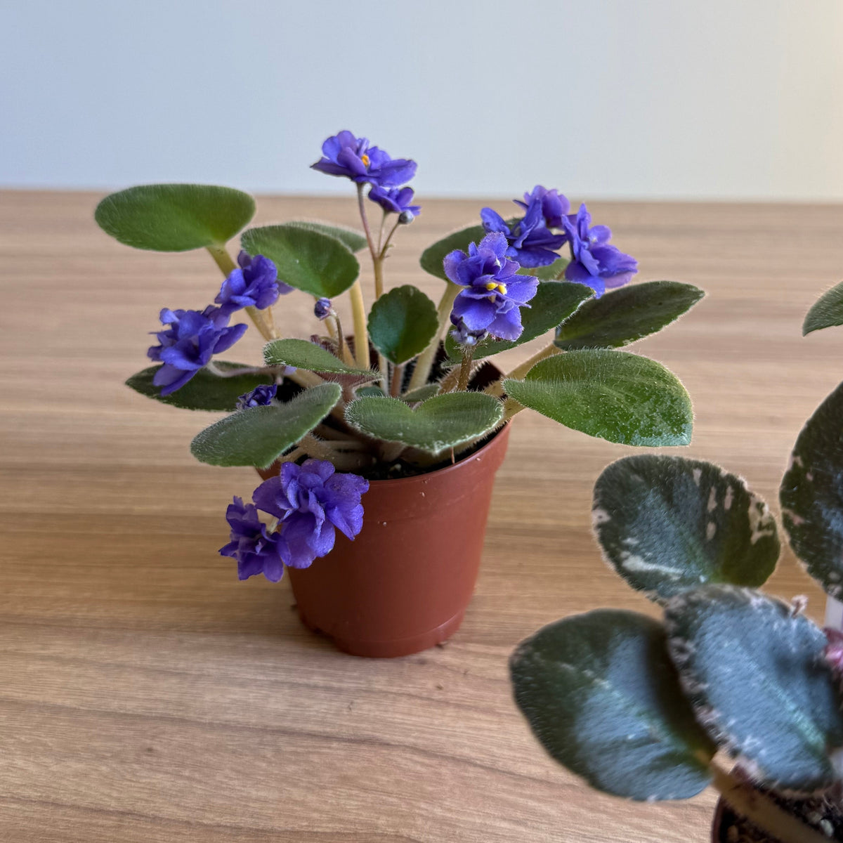 Mini African Violet 2” - 3 Plants Bundle