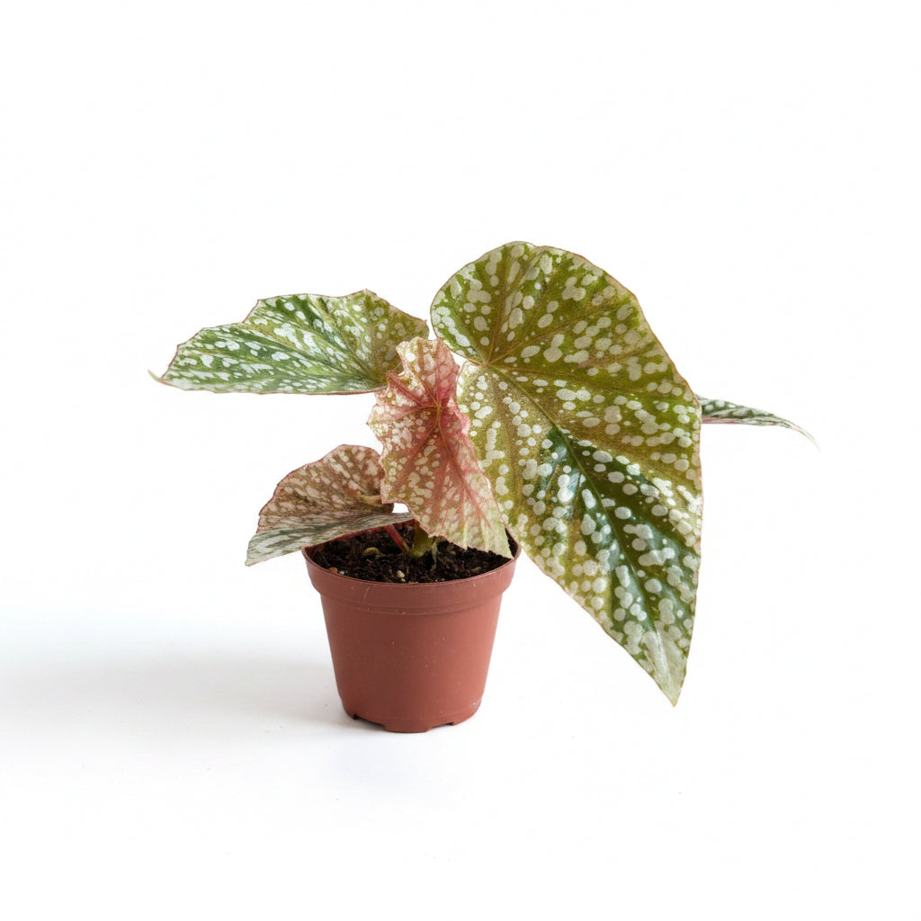 Begonia Snowcapped Pink Var 3”