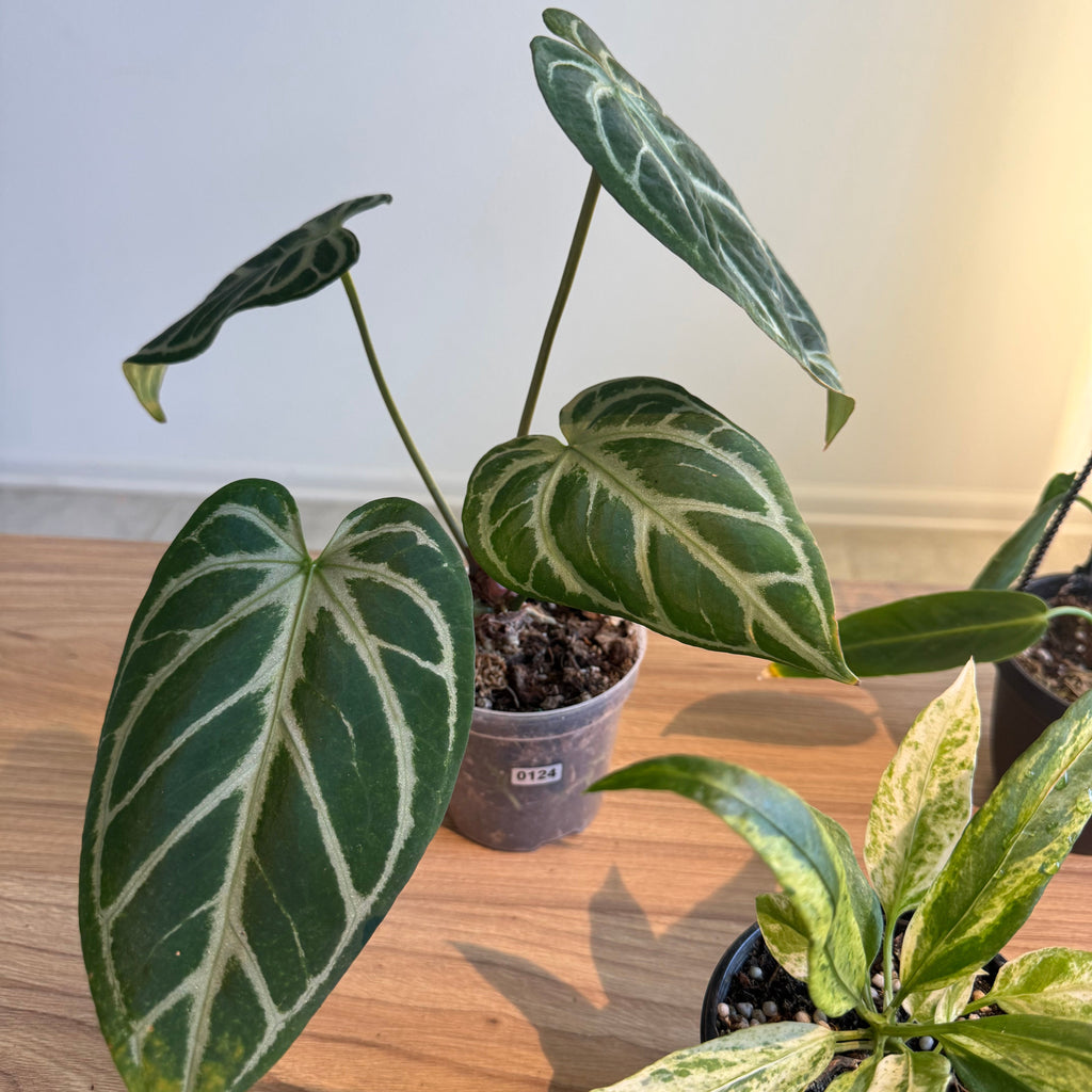 Anthurium Collectors Bundle