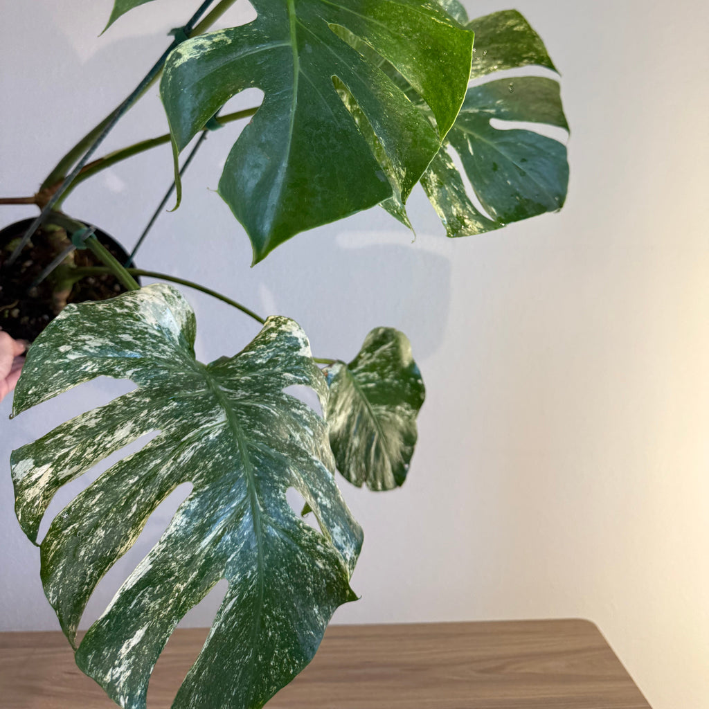 Monstera White monster splash
