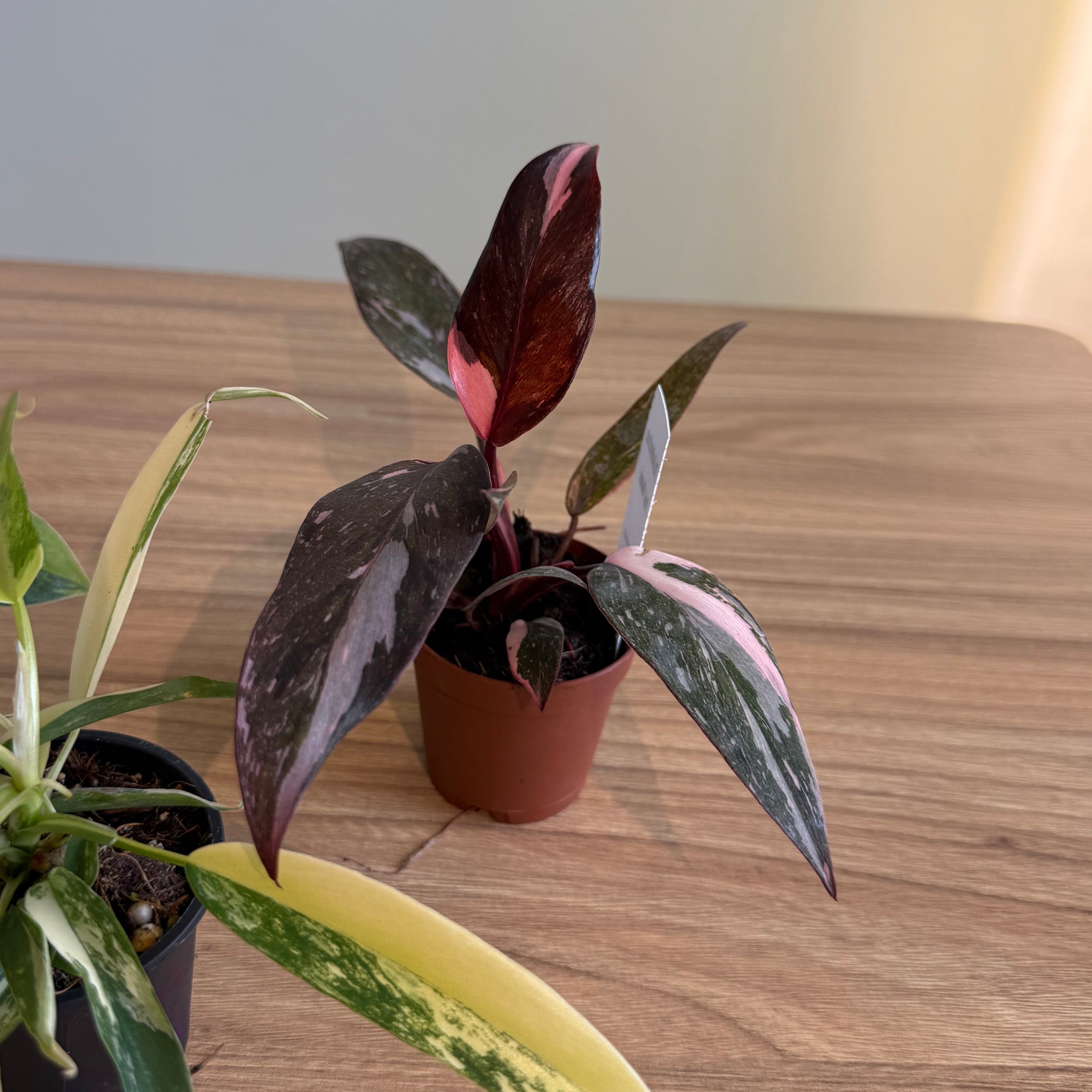 Rare Philodendron Collectors Bundle