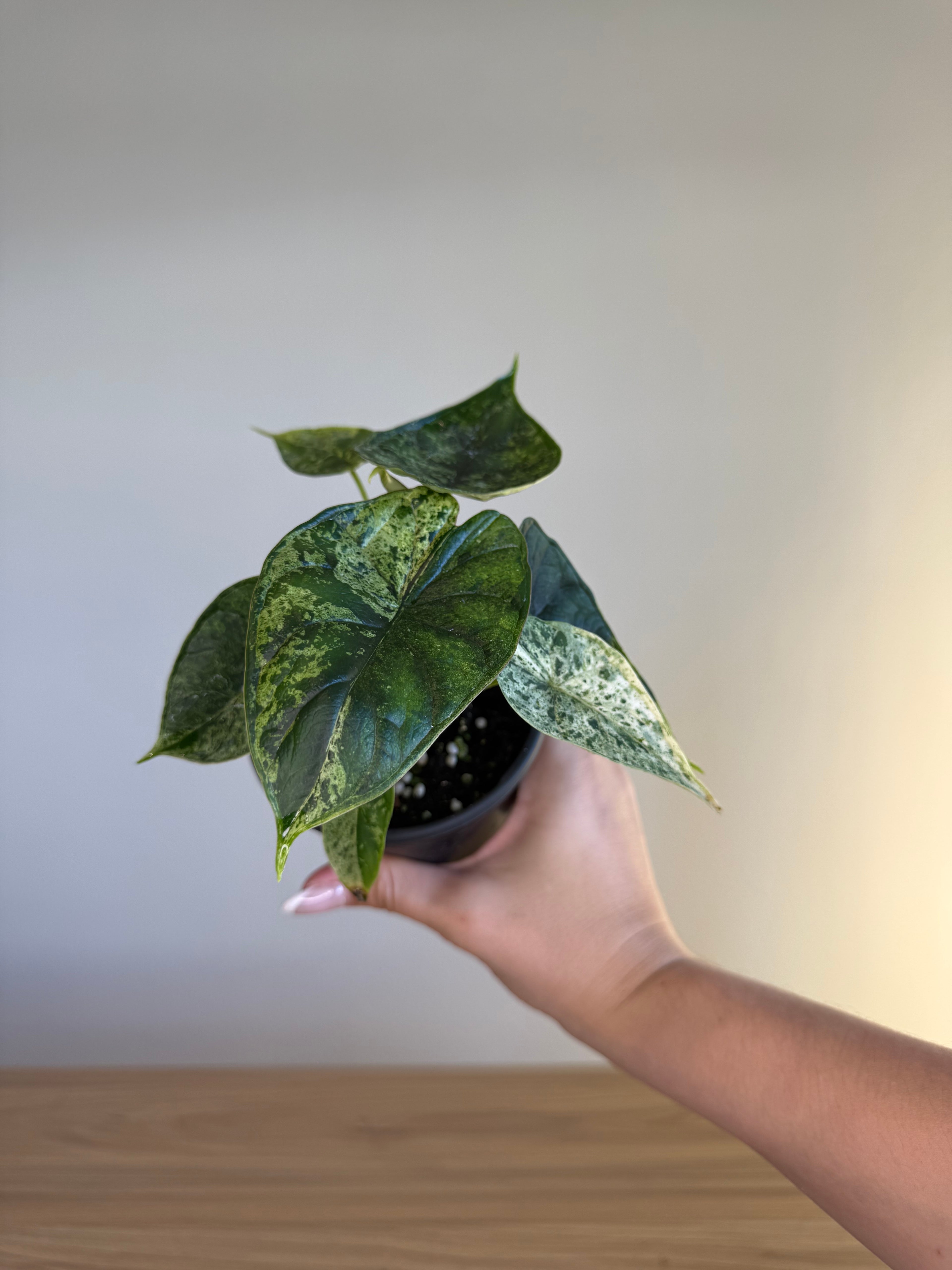 Alocasia dragon scale mint 4”