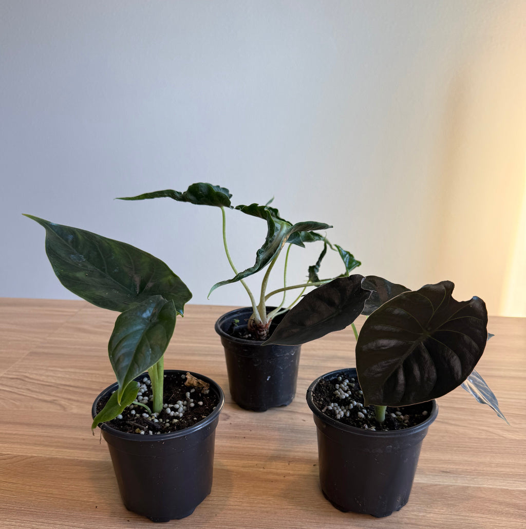 Alocasia Dark & Uncommon - 3 Plants Bundle