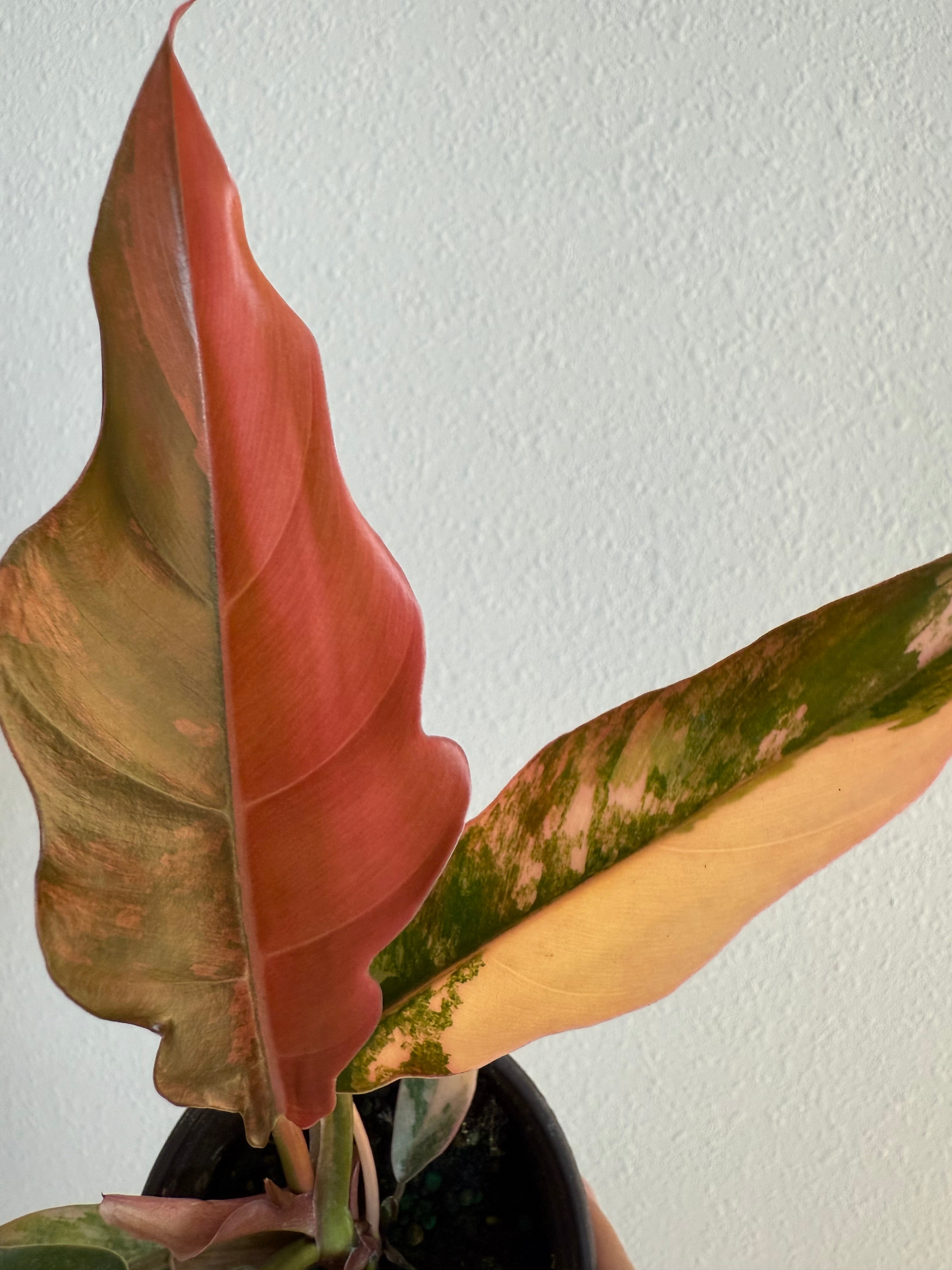 Philodendron Caramel Marble